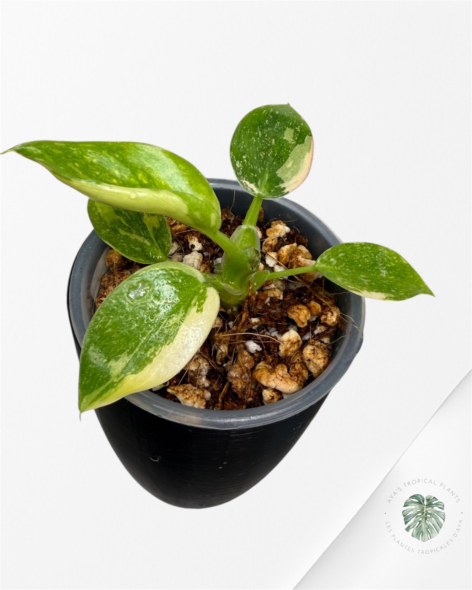 Philodendron Green Congo Nuclear