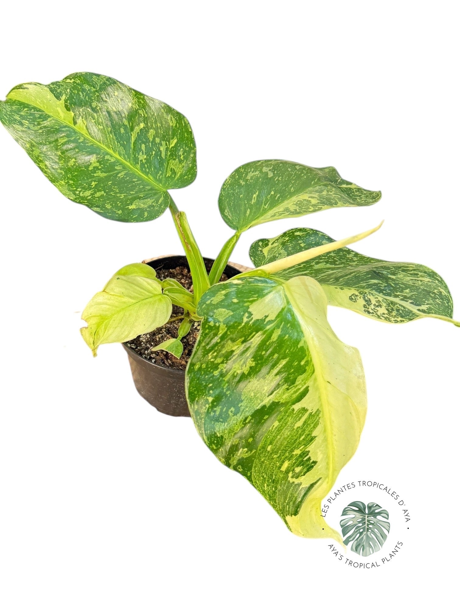 Philodendron José Buono | Aroïde | Les plantes tropicales d'Aya