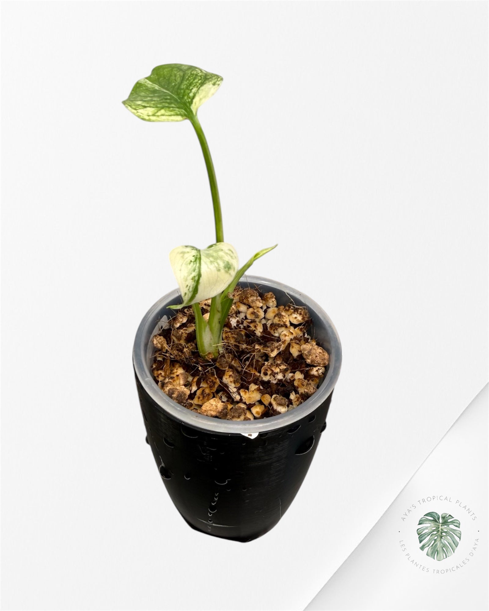 Monstera ‘White Mint’