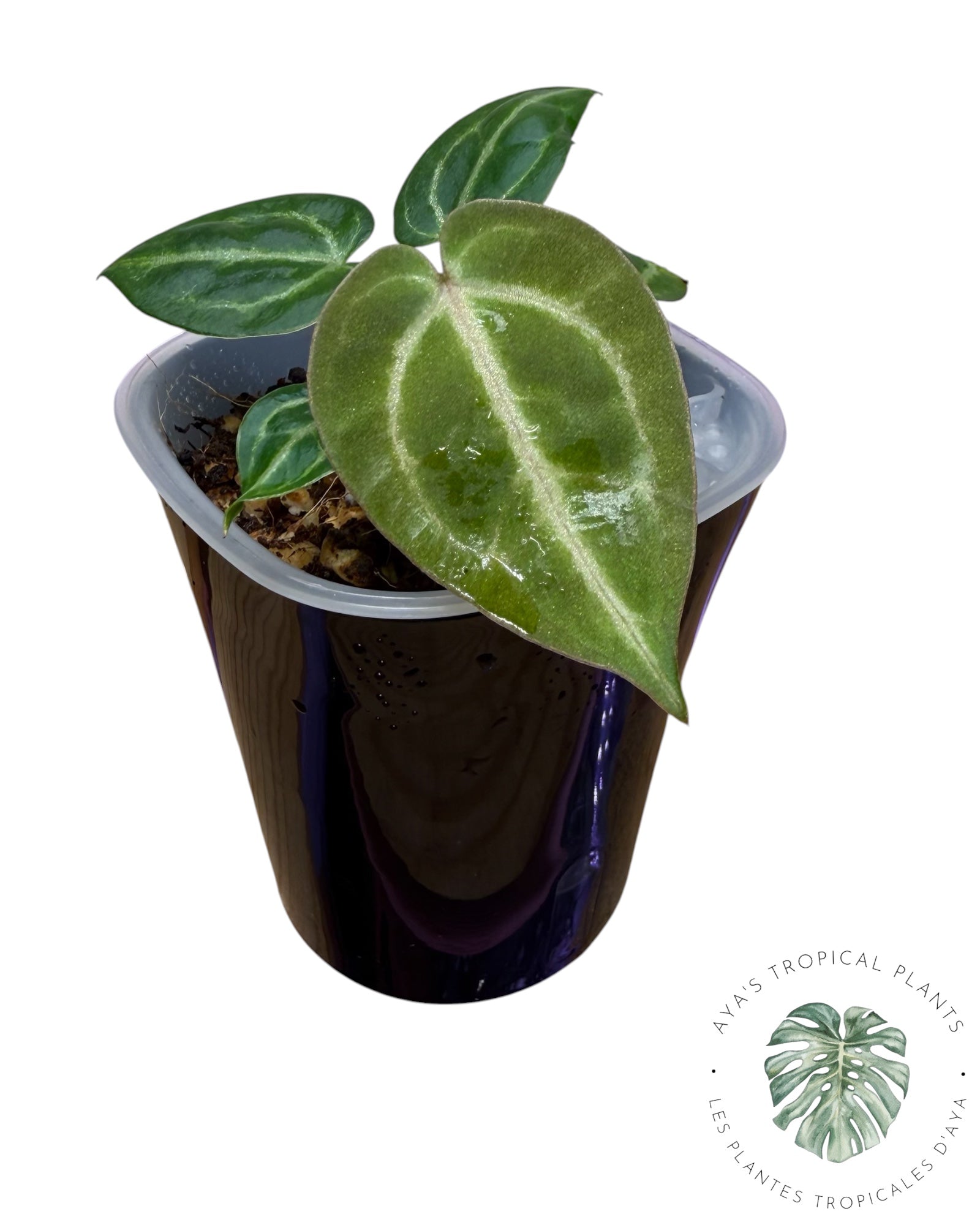 Anthurium Ace of Spades Dark × Silver Blush × Red