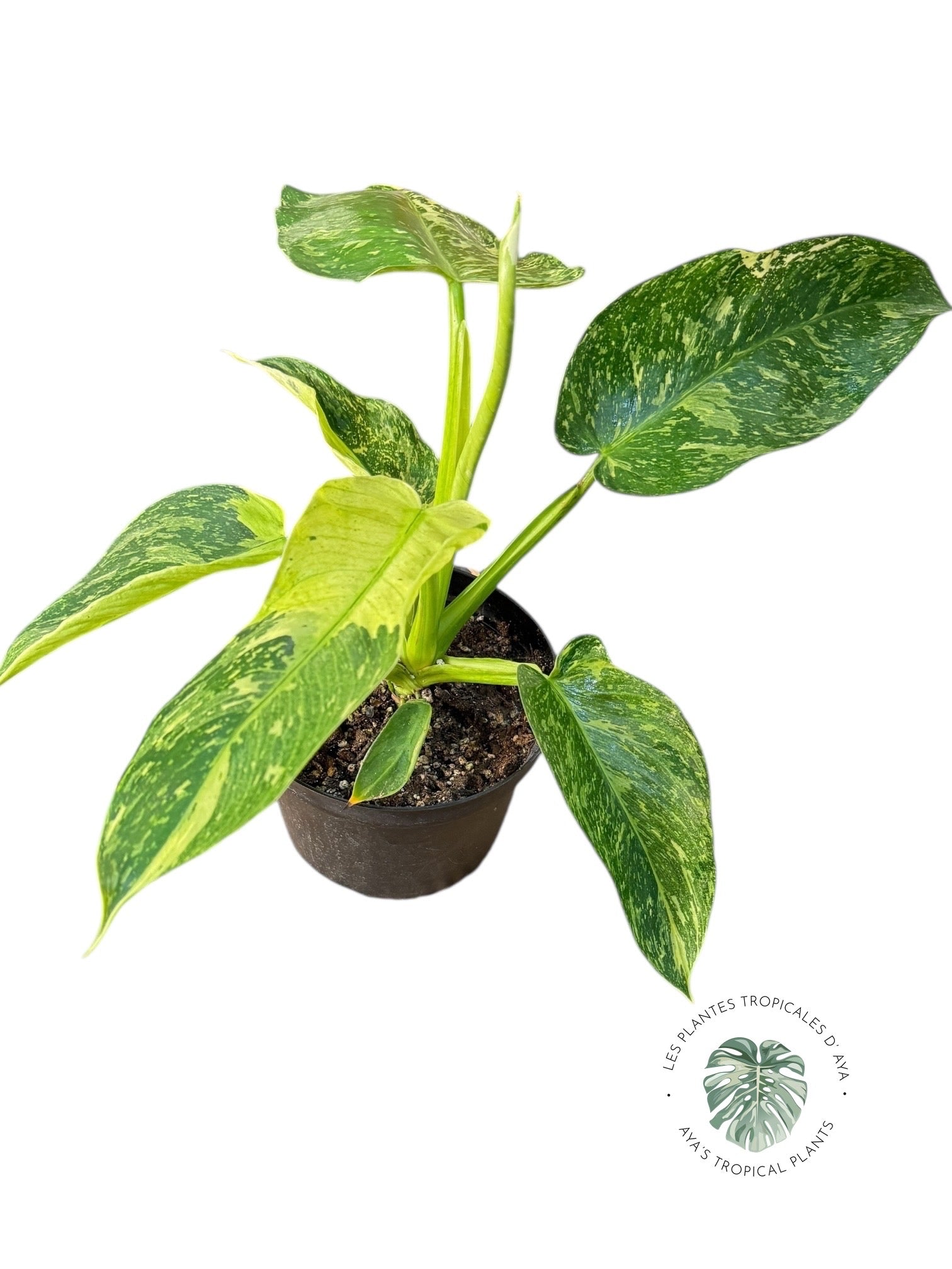 Philodendron José Buono | Aroïde | Les plantes tropicales d'Aya