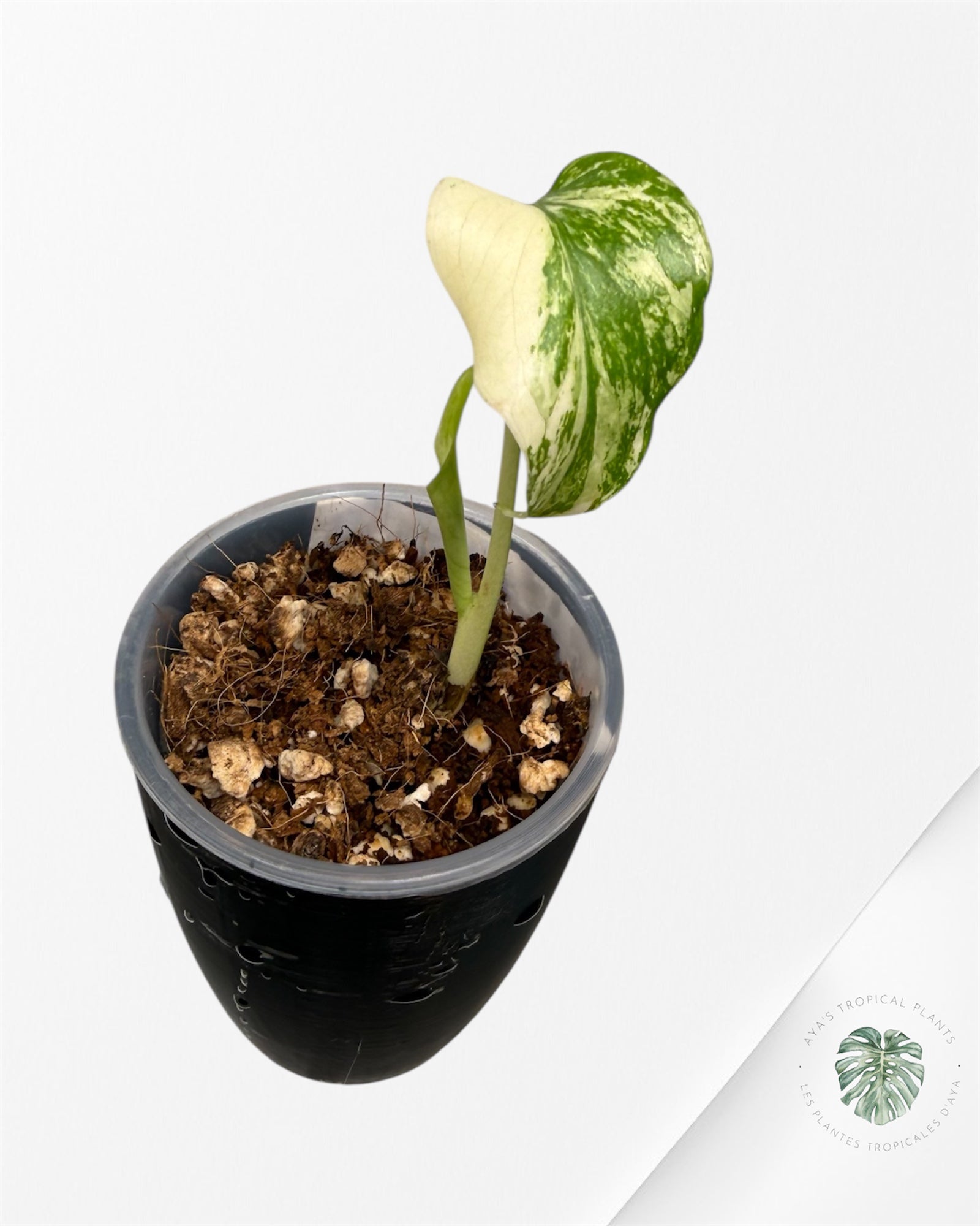 Monstera ‘White Mint’