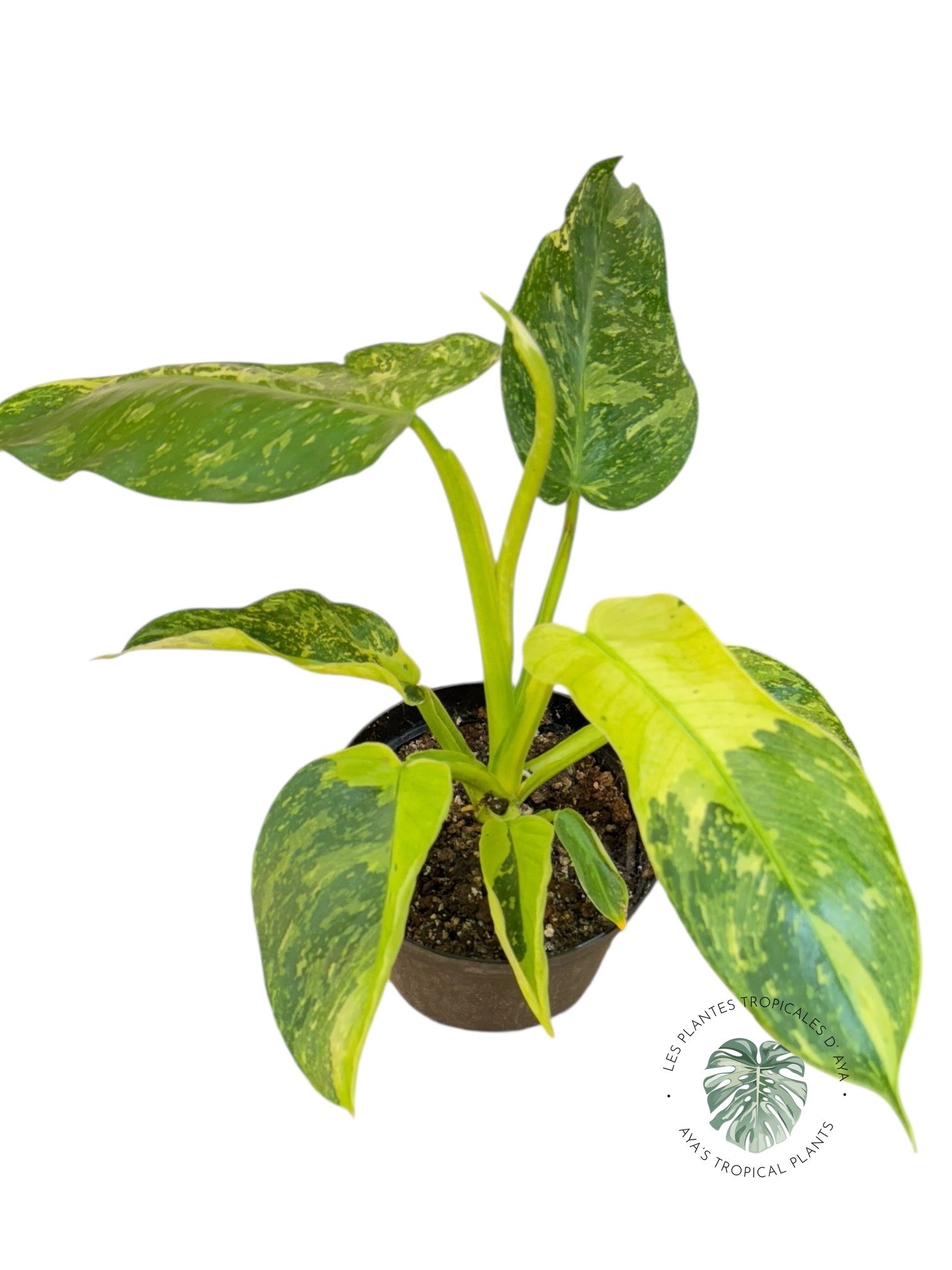 Philodendron José Buono | Aroïde | Les plantes tropicales d'Aya