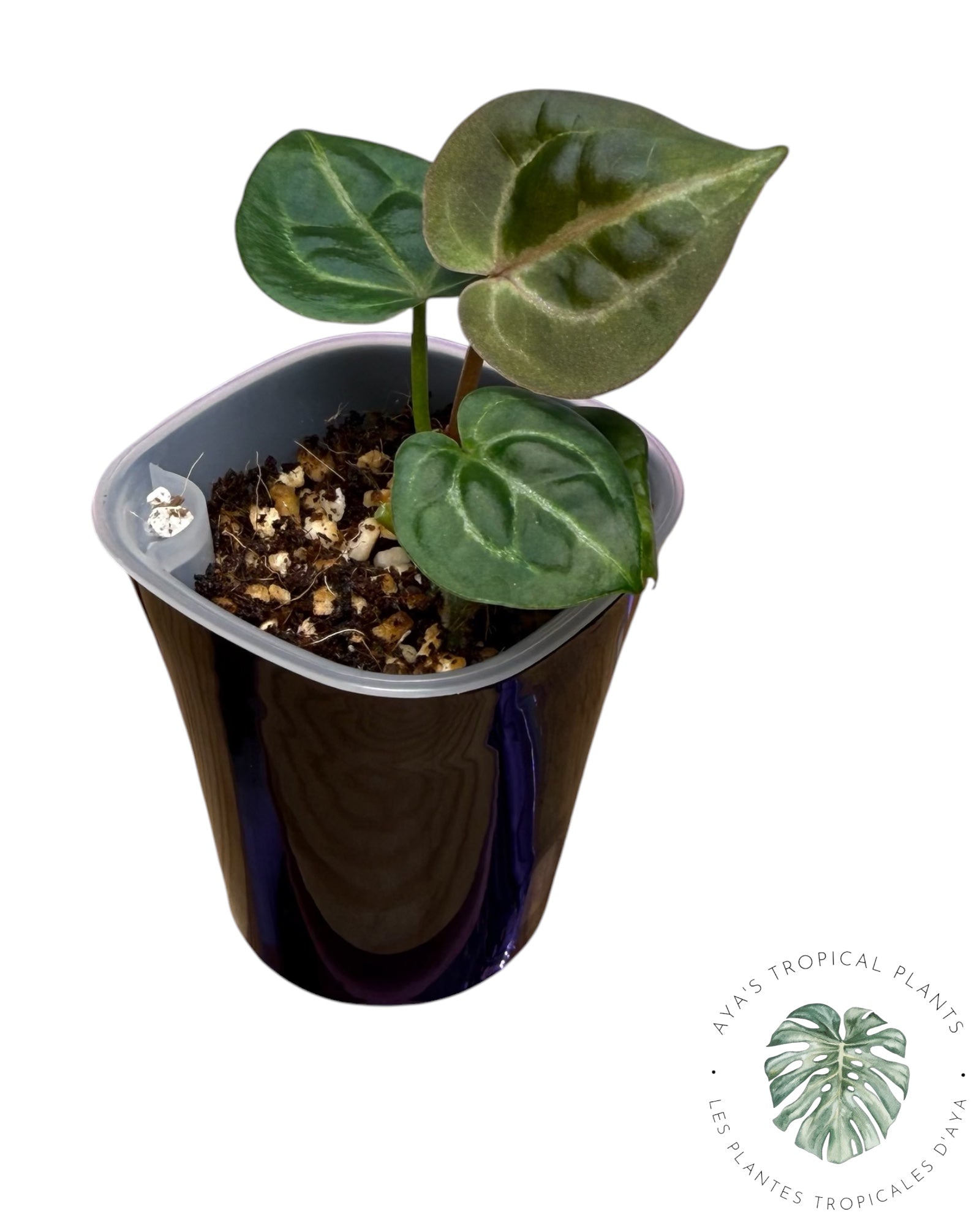 Anthurium Ace of Spades Dark × Silver Blush × Red