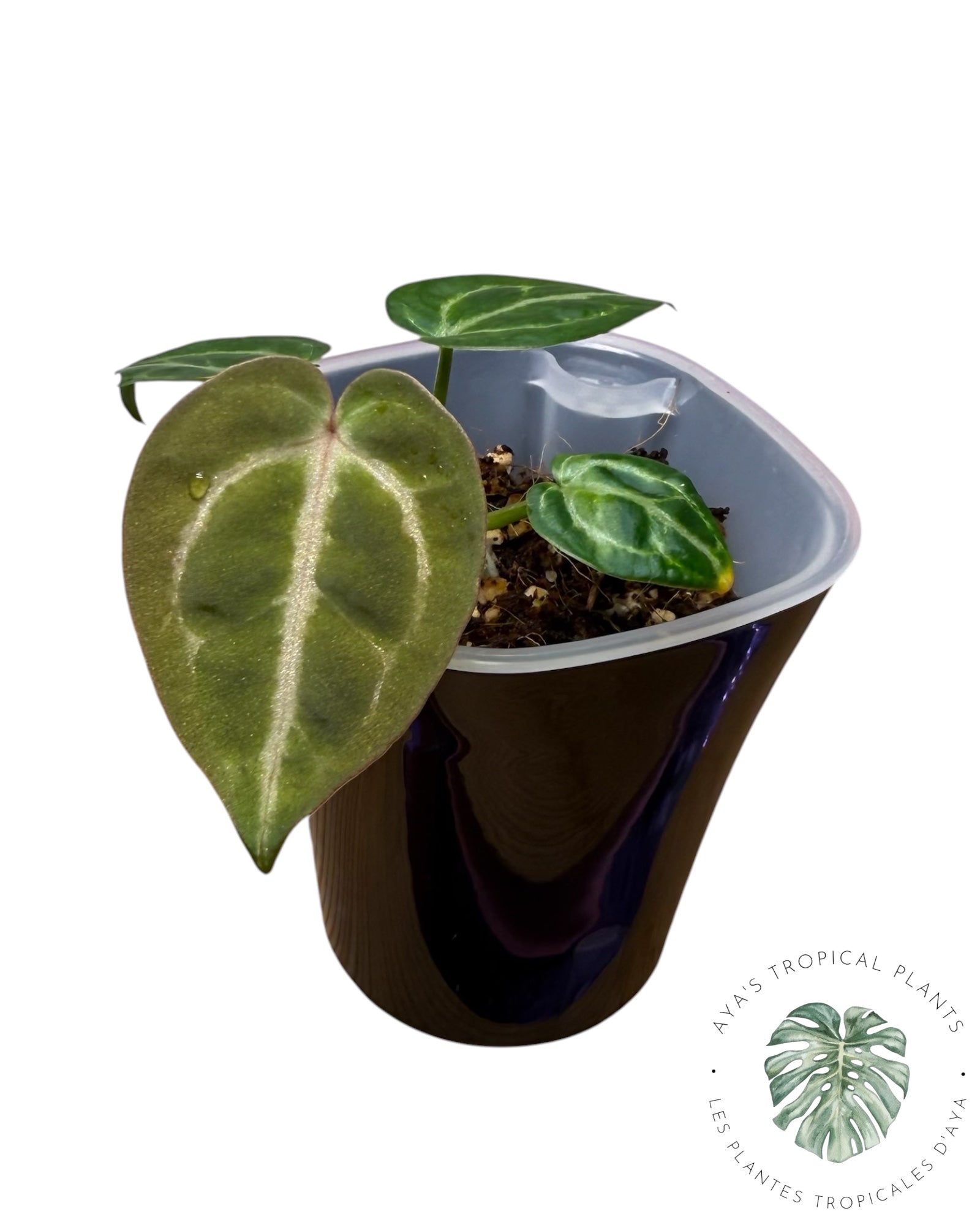 Anthurium Ace of Spades Dark × Silver Blush × Red