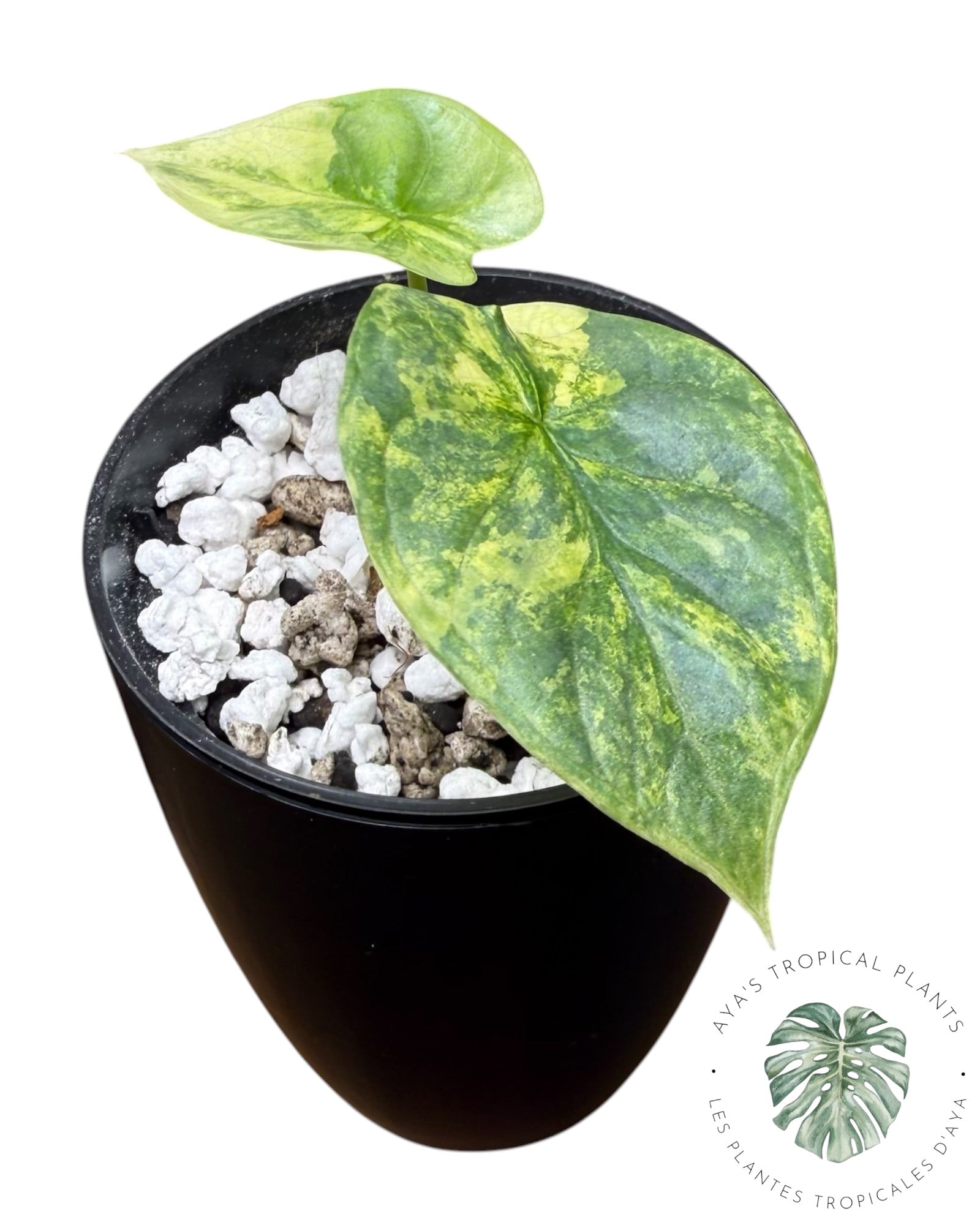 Alocasia Silver Dragon Aurea Variegated