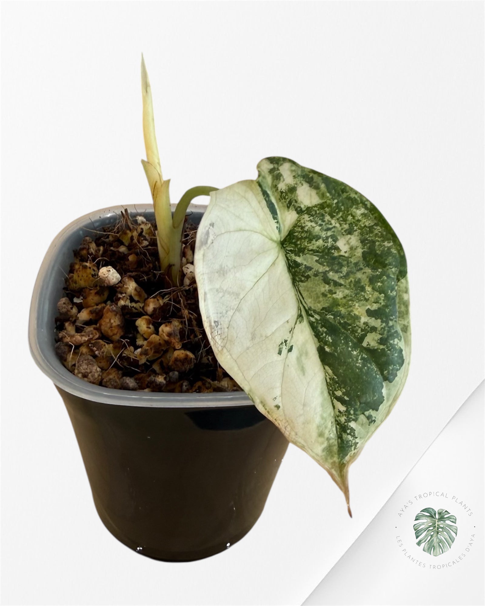 Alocasia Silver Dragon Albo Variegated