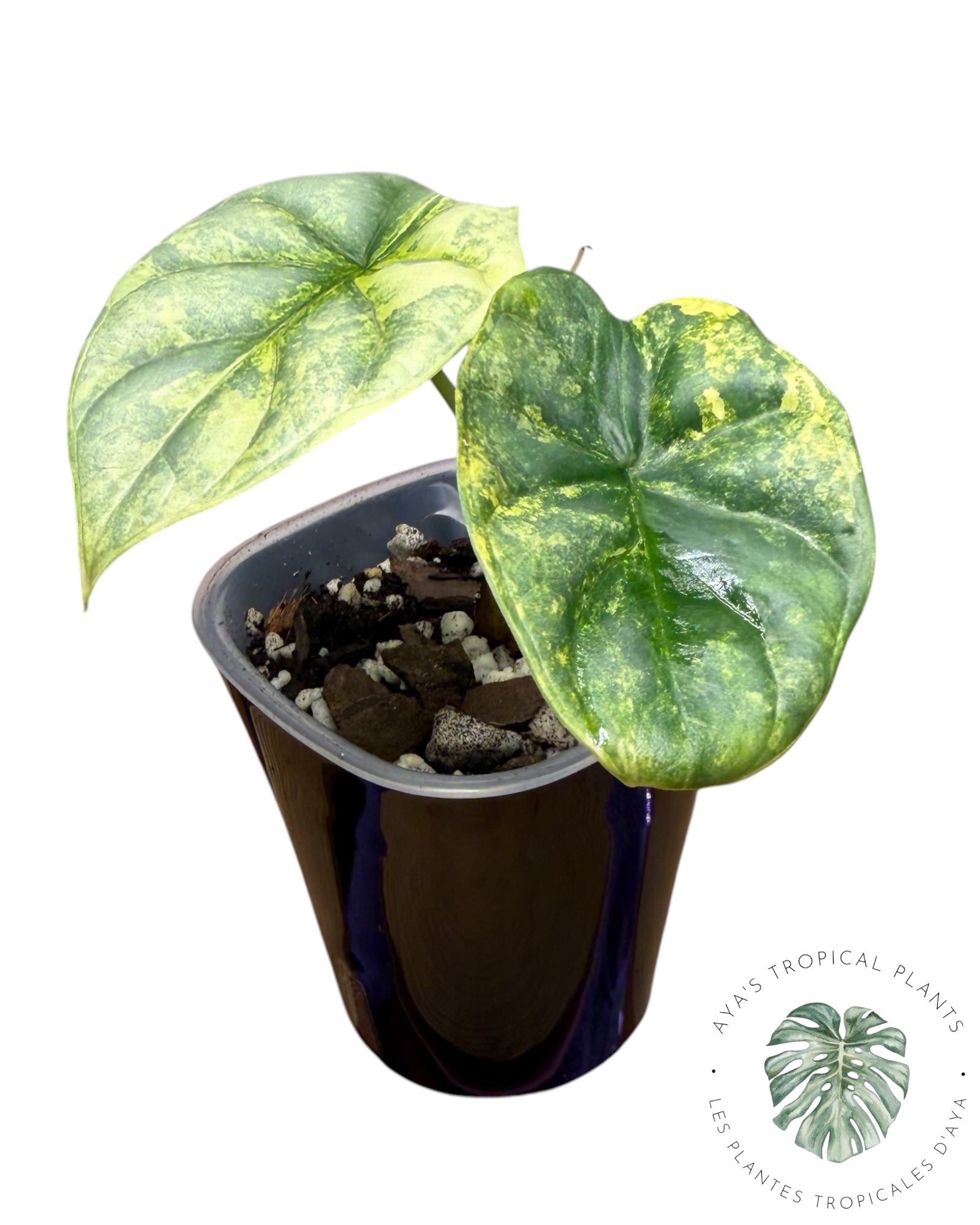 Alocasia Silver Dragon Aurea Variegated
