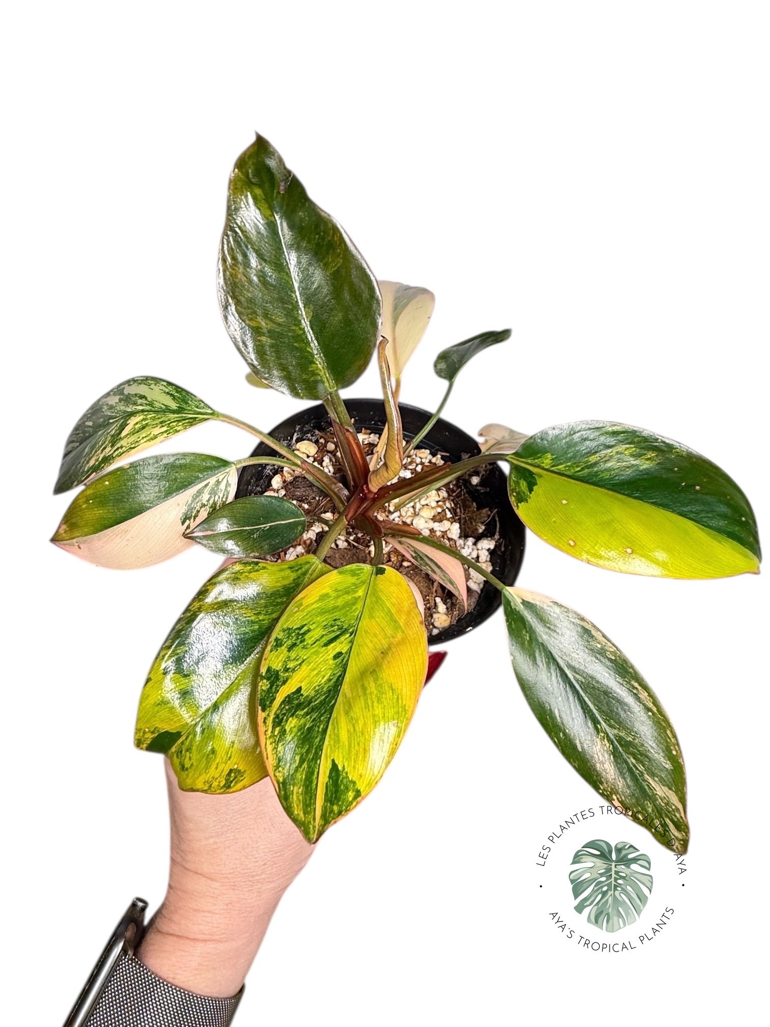 Philodendron 'Red Congo' panaché | Aracée | Plantes tropicales d'Aya