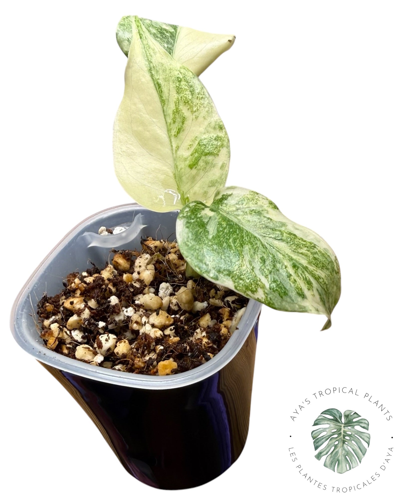 Monstera Deliciosa Legacy