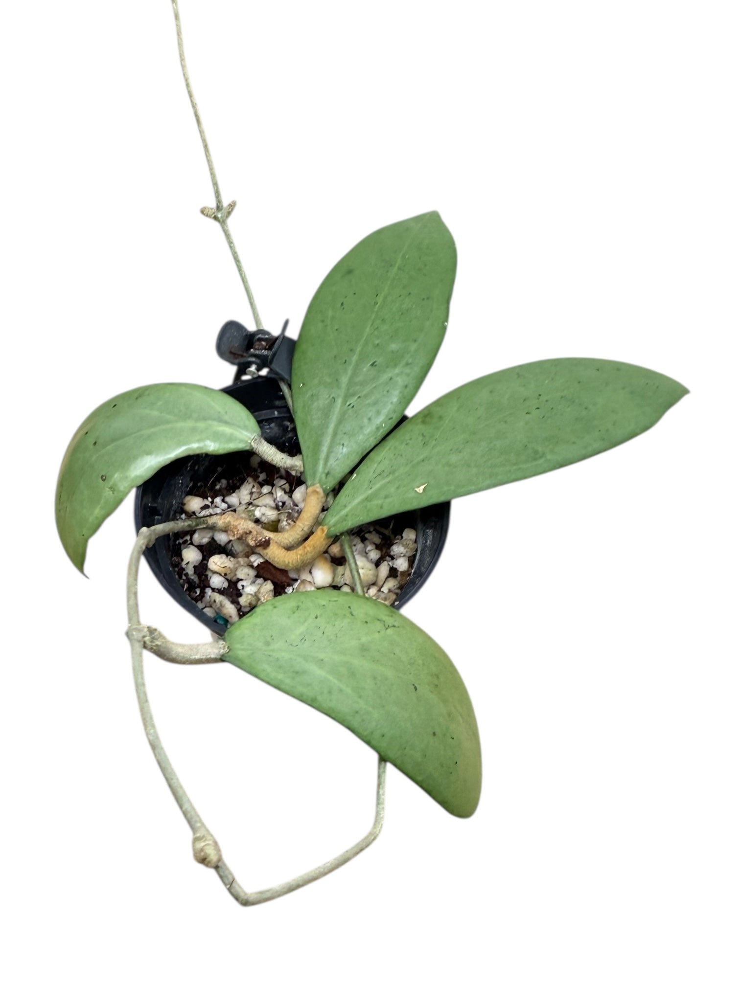 Hoya erythrostemma (Argenté)