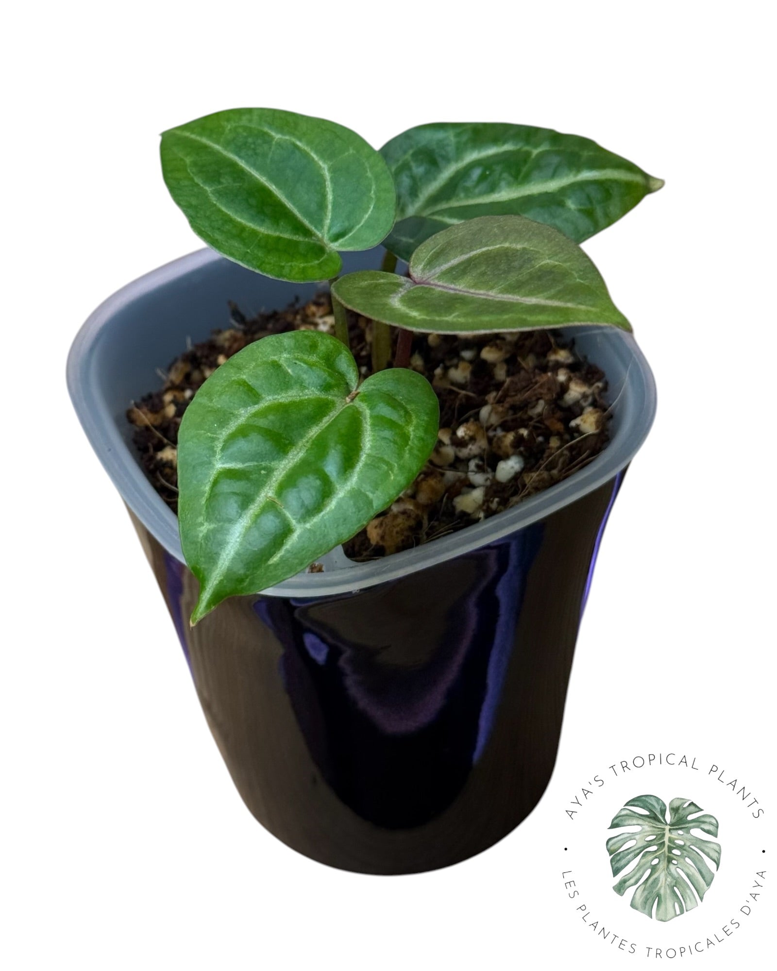 Anthurium Papi × King of Spades