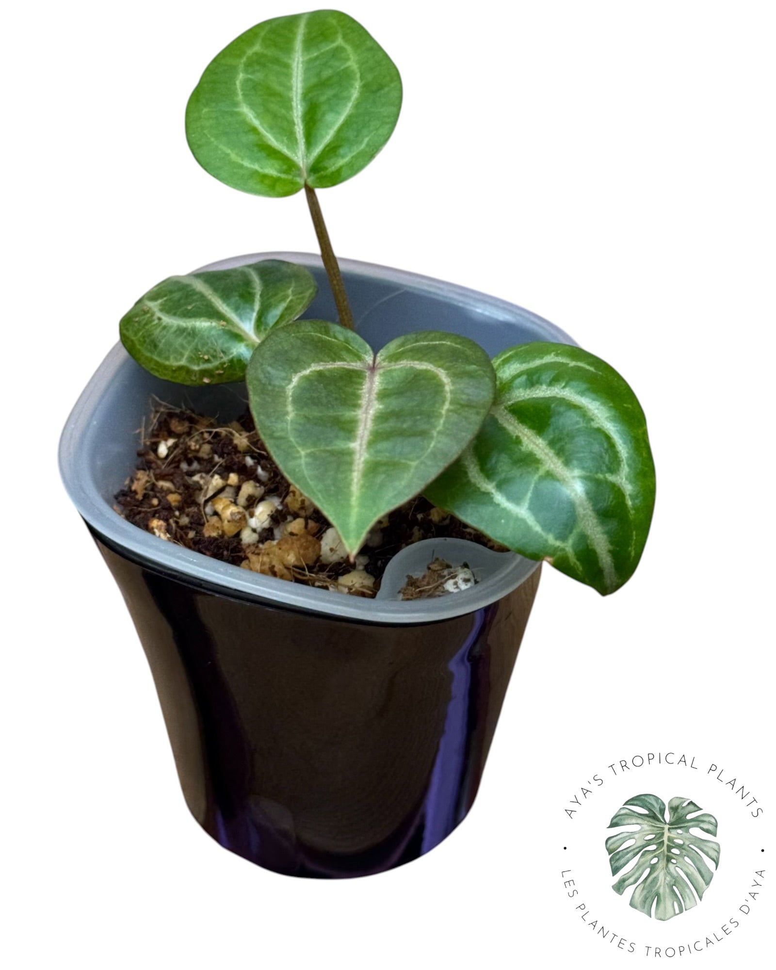 Anthurium Papi × King of Spades