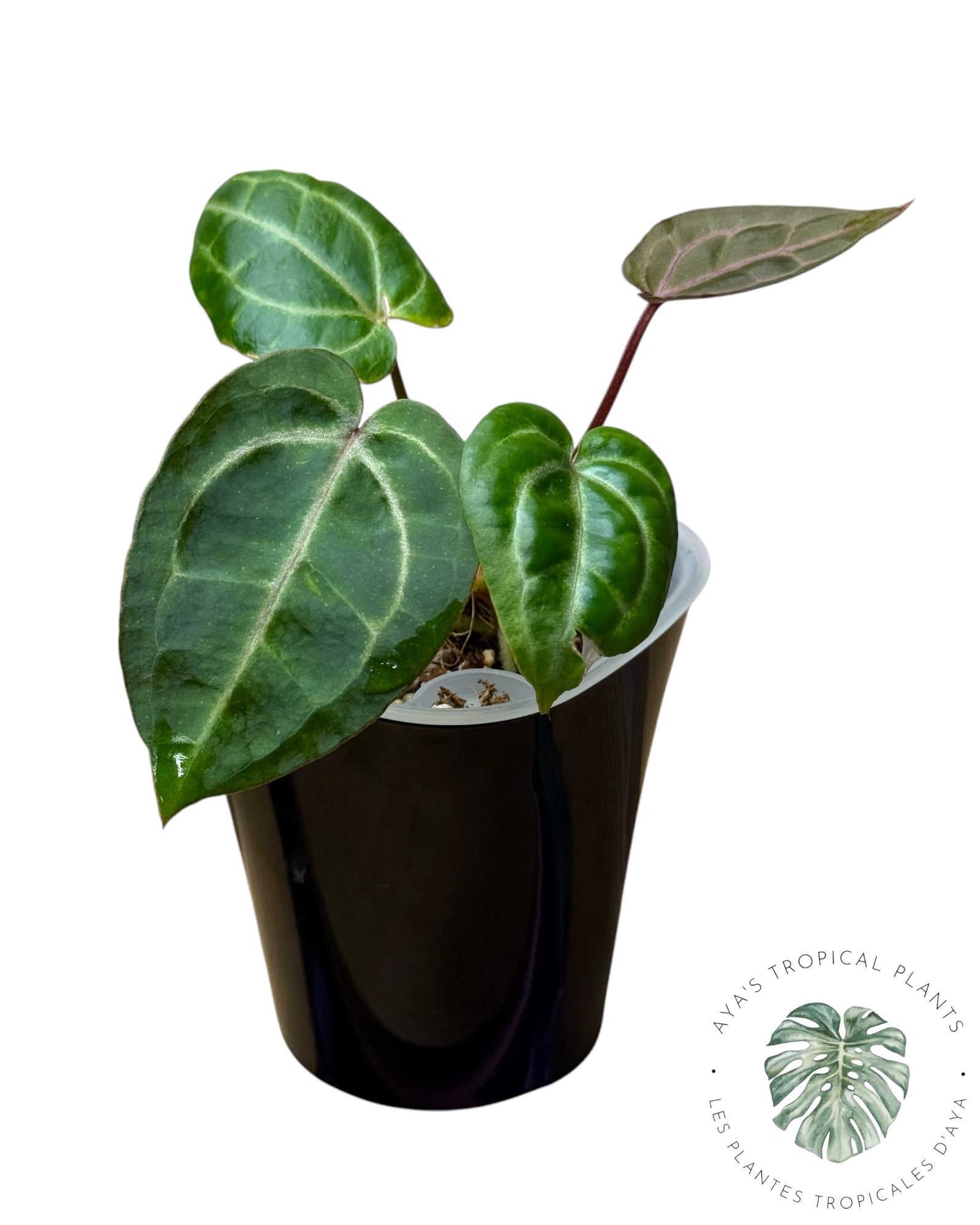 Anthurium Papi × King of Spades