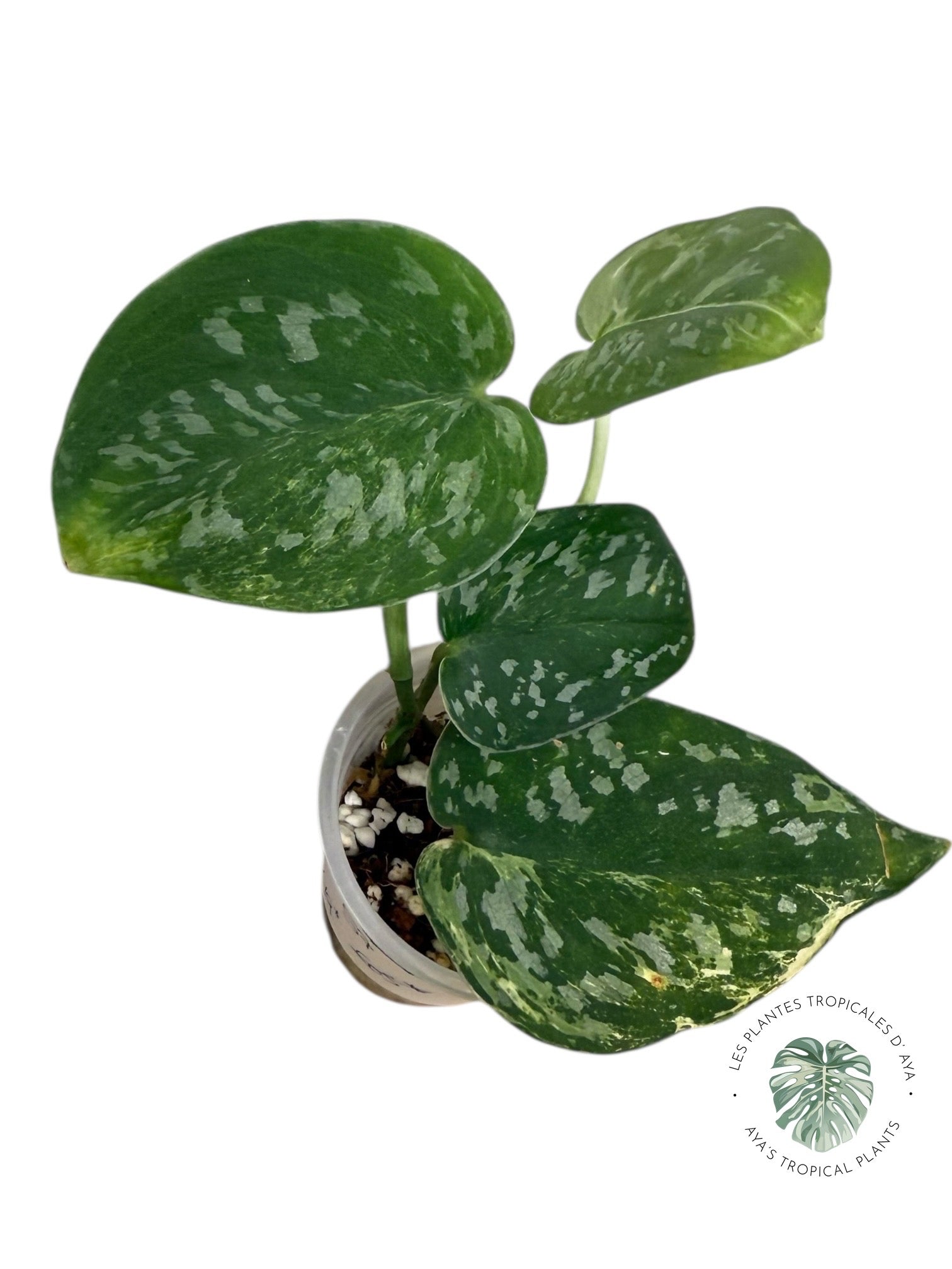 Scindapsus Argyrus Fantasy