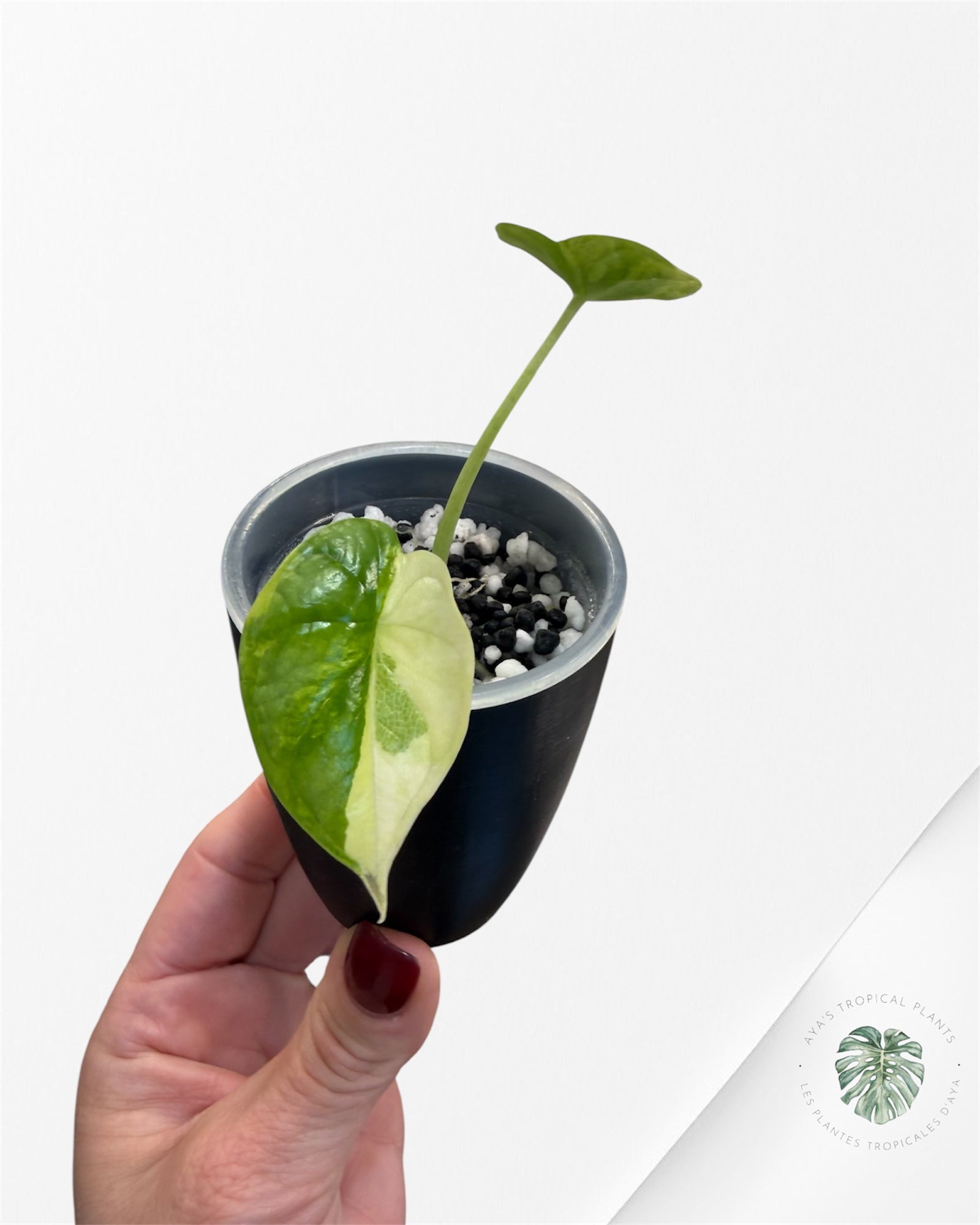 Alocasia Dragon Scale Aurea Variegated