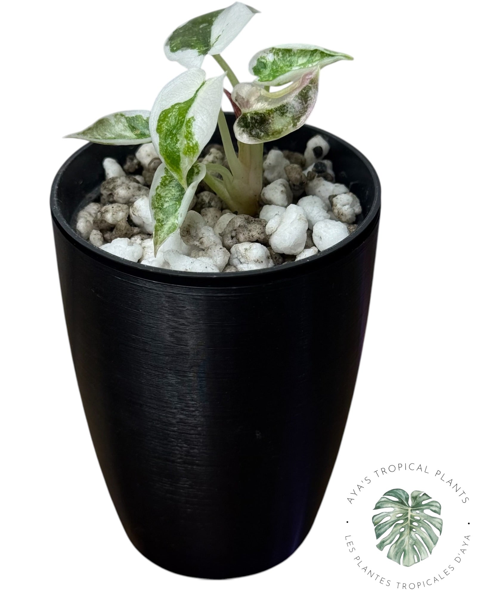 Alocasia Cuprea Pink Albo Variegated