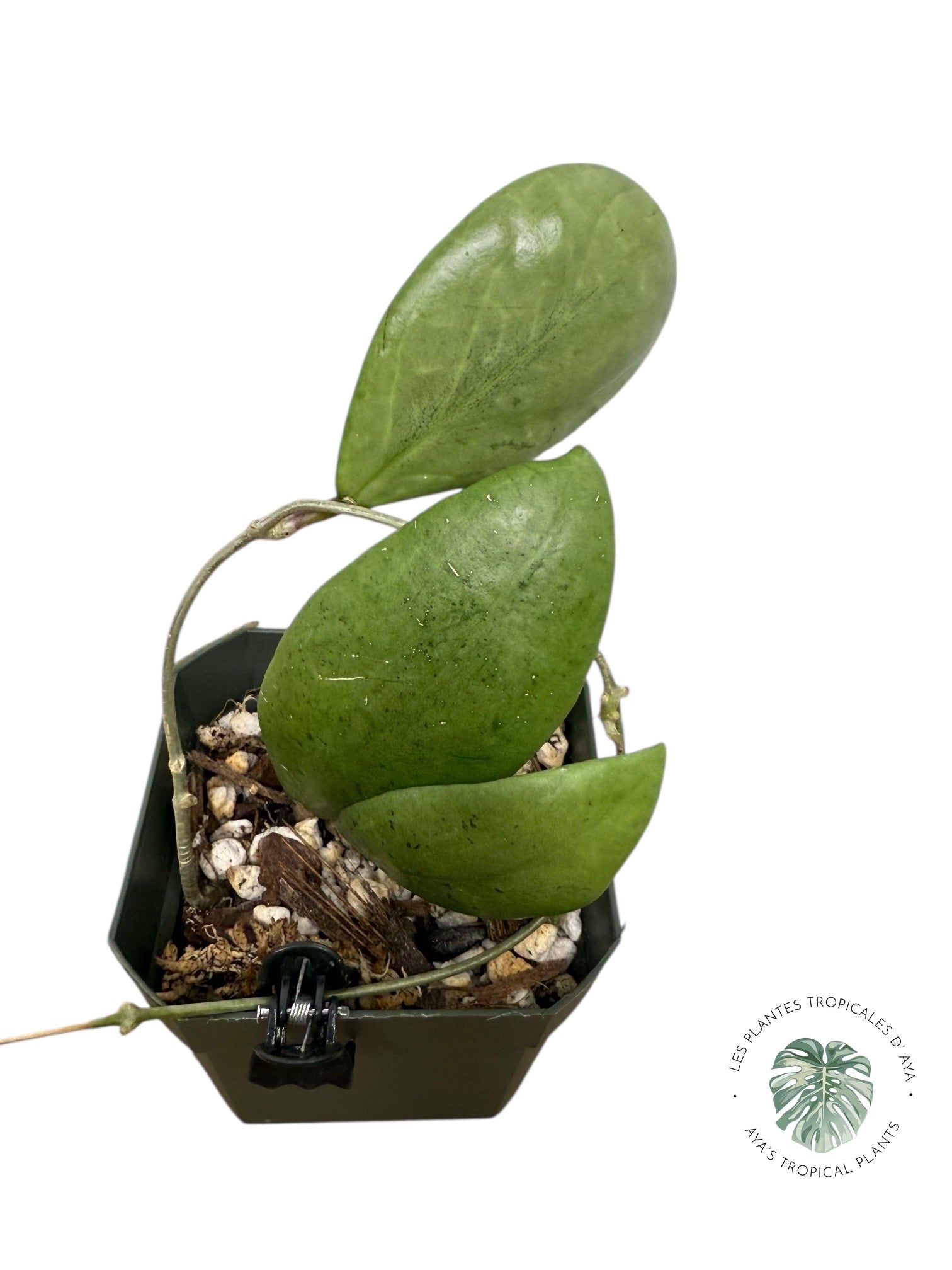 Hoya erythrostemma (Argent) -