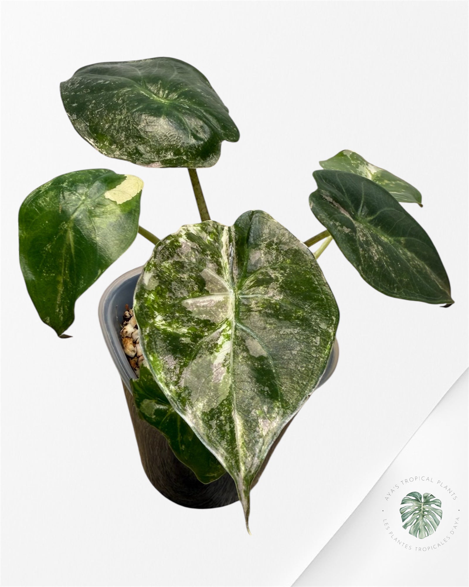 Alocasia Wentii Albo Pink Variegated