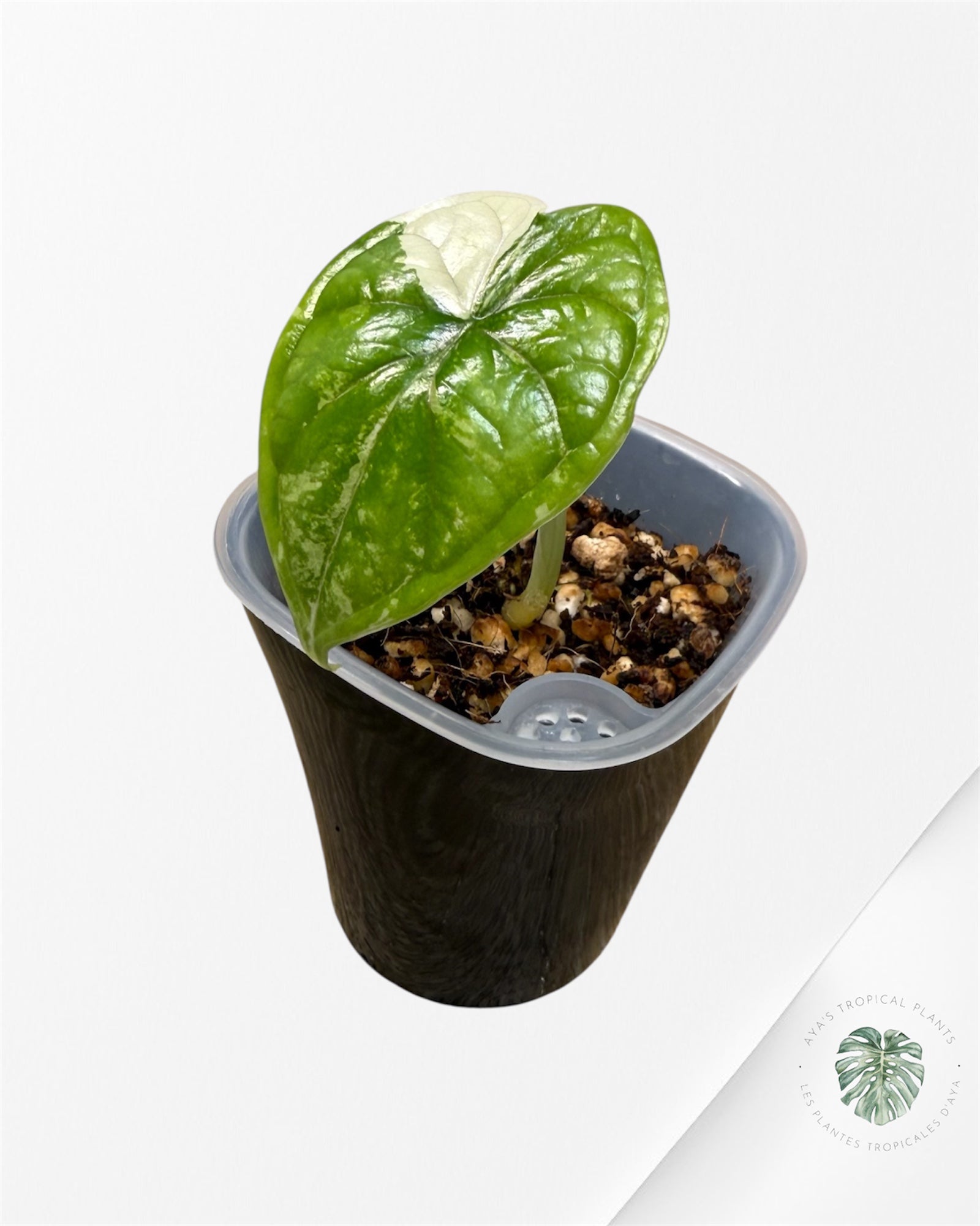 Alocasia Dragon Scale Albo Variegated (A Grade)