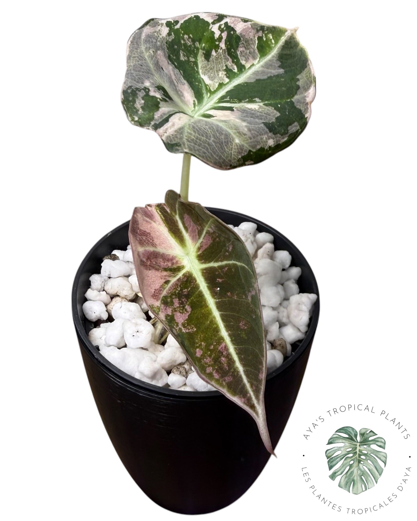 Alocasia Black Velvet Snowflake Variegated