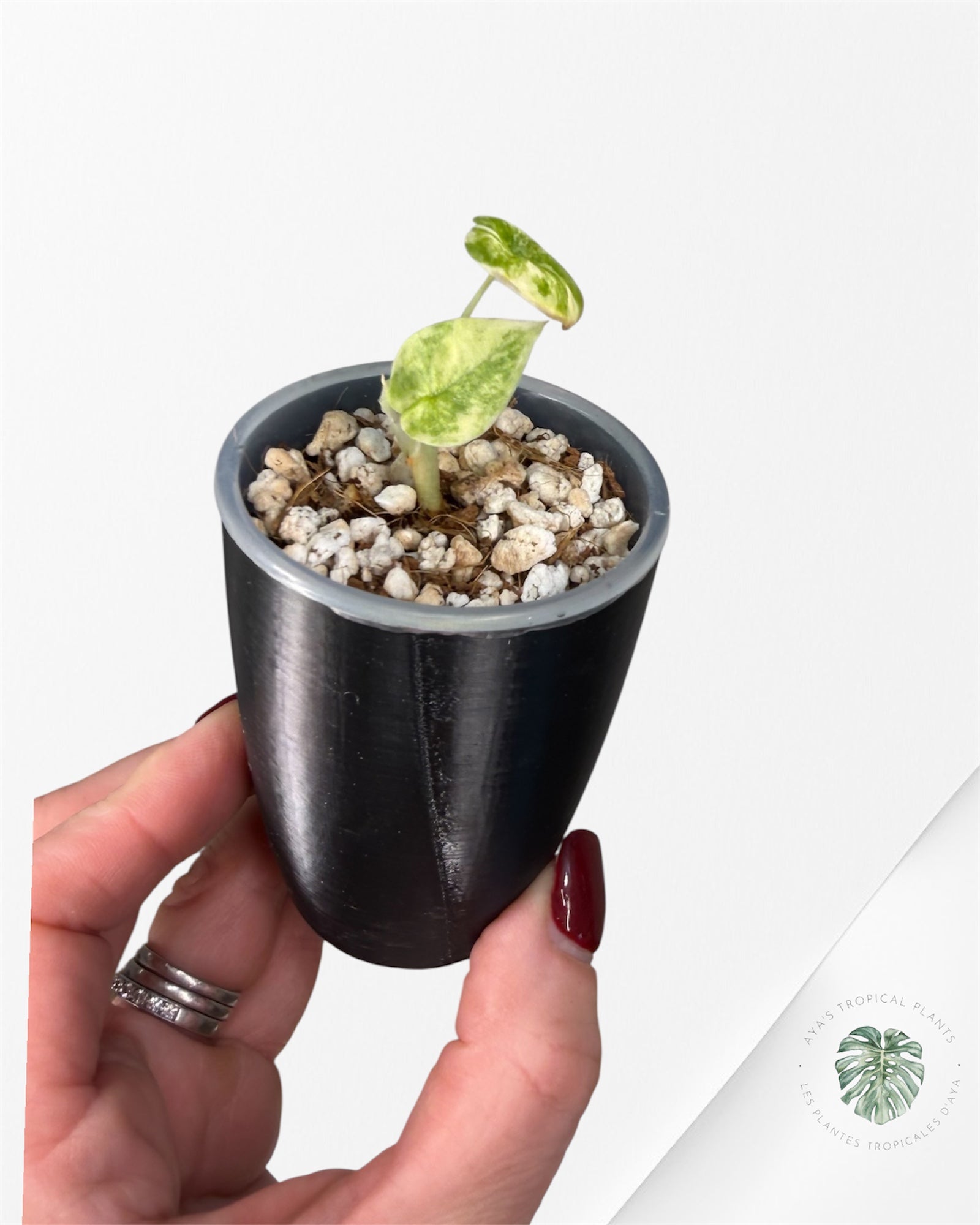 Alocasia Melo Aurea Variegated