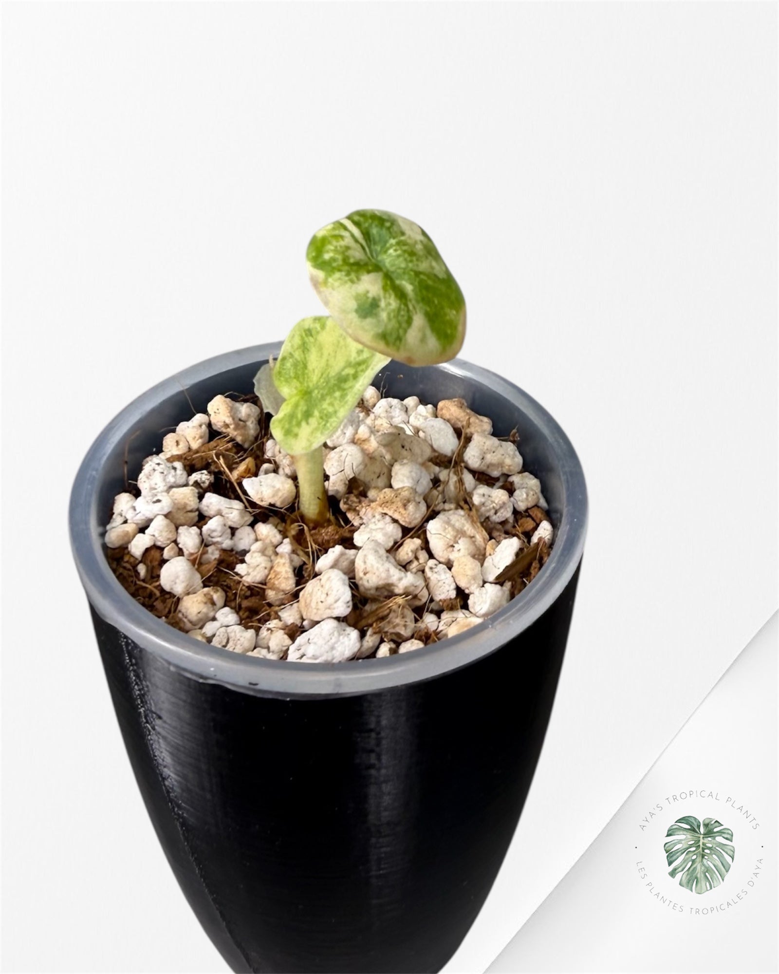 Alocasia Melo Aurea Variegated