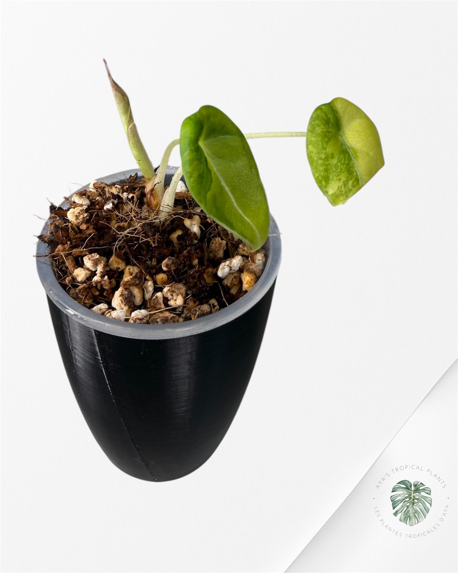 Alocasia Black Velvet Aurea Variegated