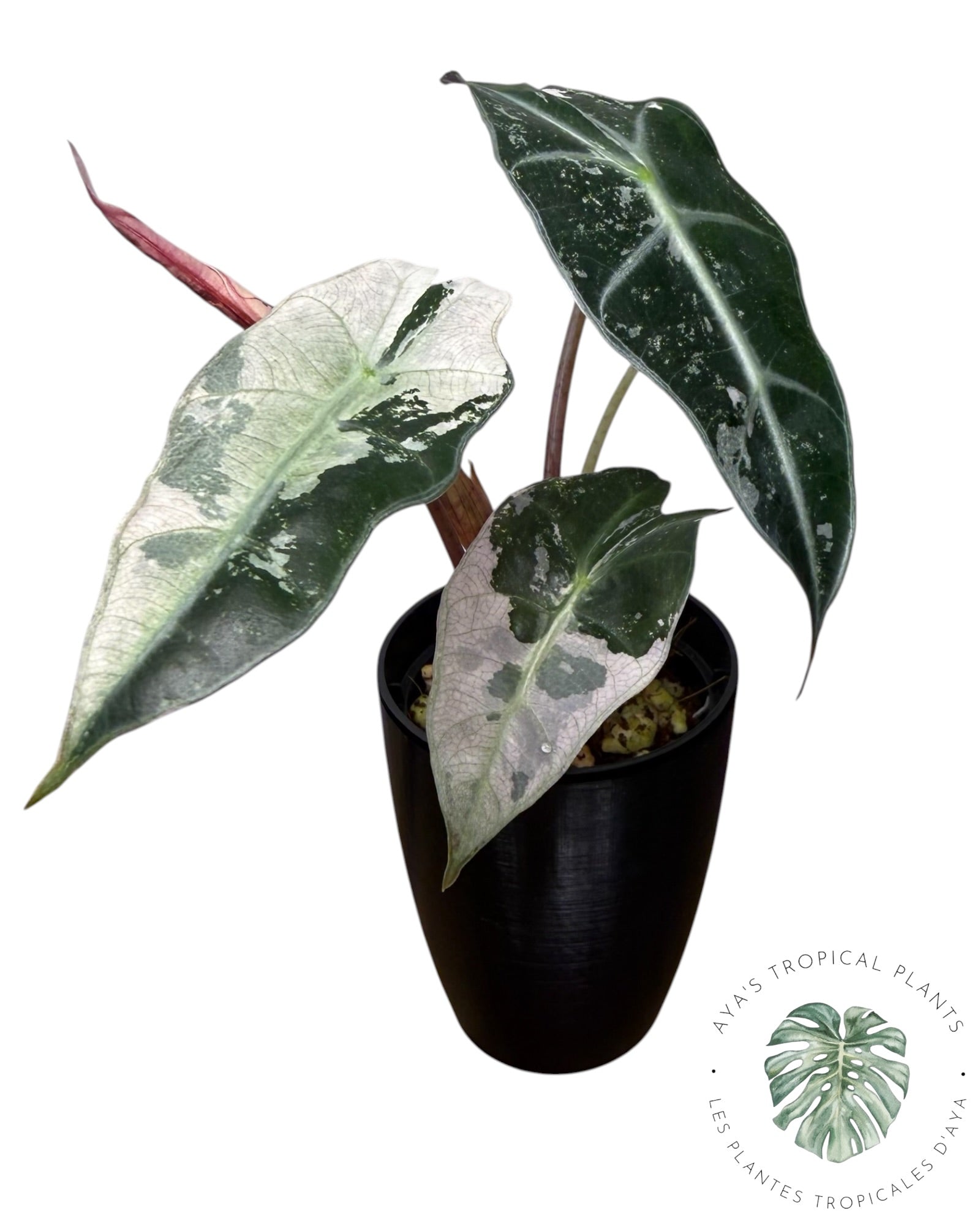 Alocasia Polly Pink Snowflake