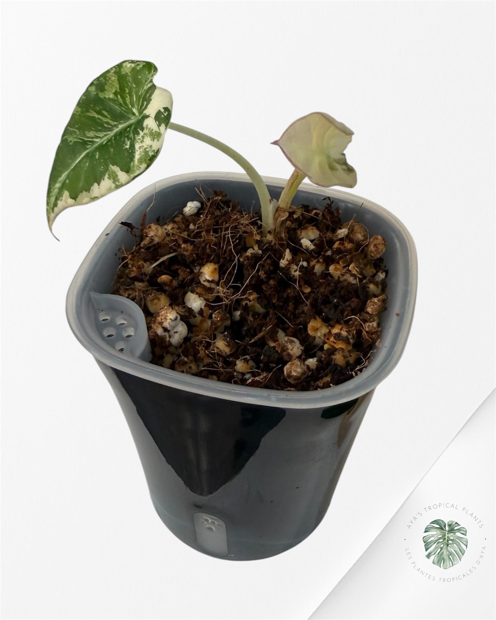 Alocasia Black Velvet Pink Variegated