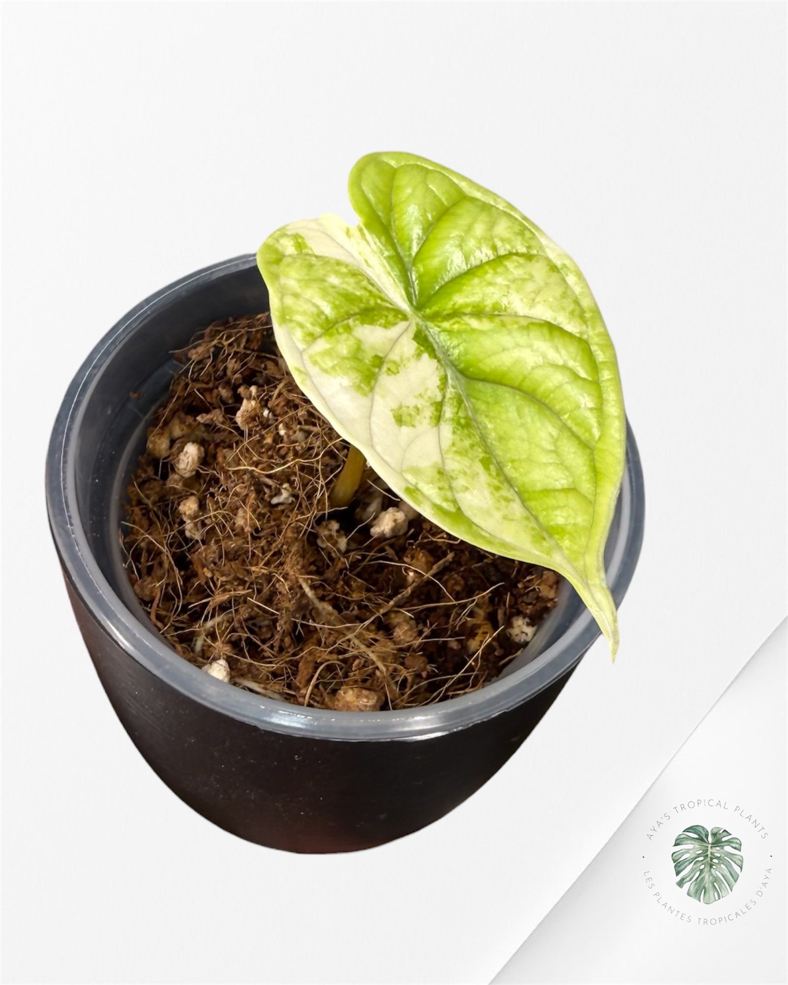 Alocasia Dragon Scale Albo Variegated (A Grade)