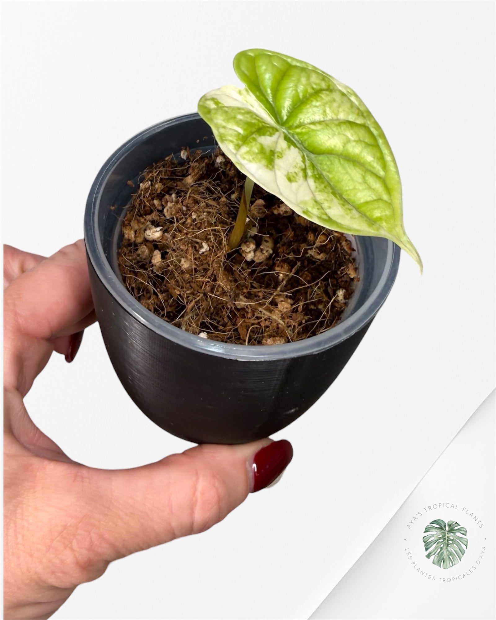 Alocasia Dragon Scale Albo Variegated (A Grade)