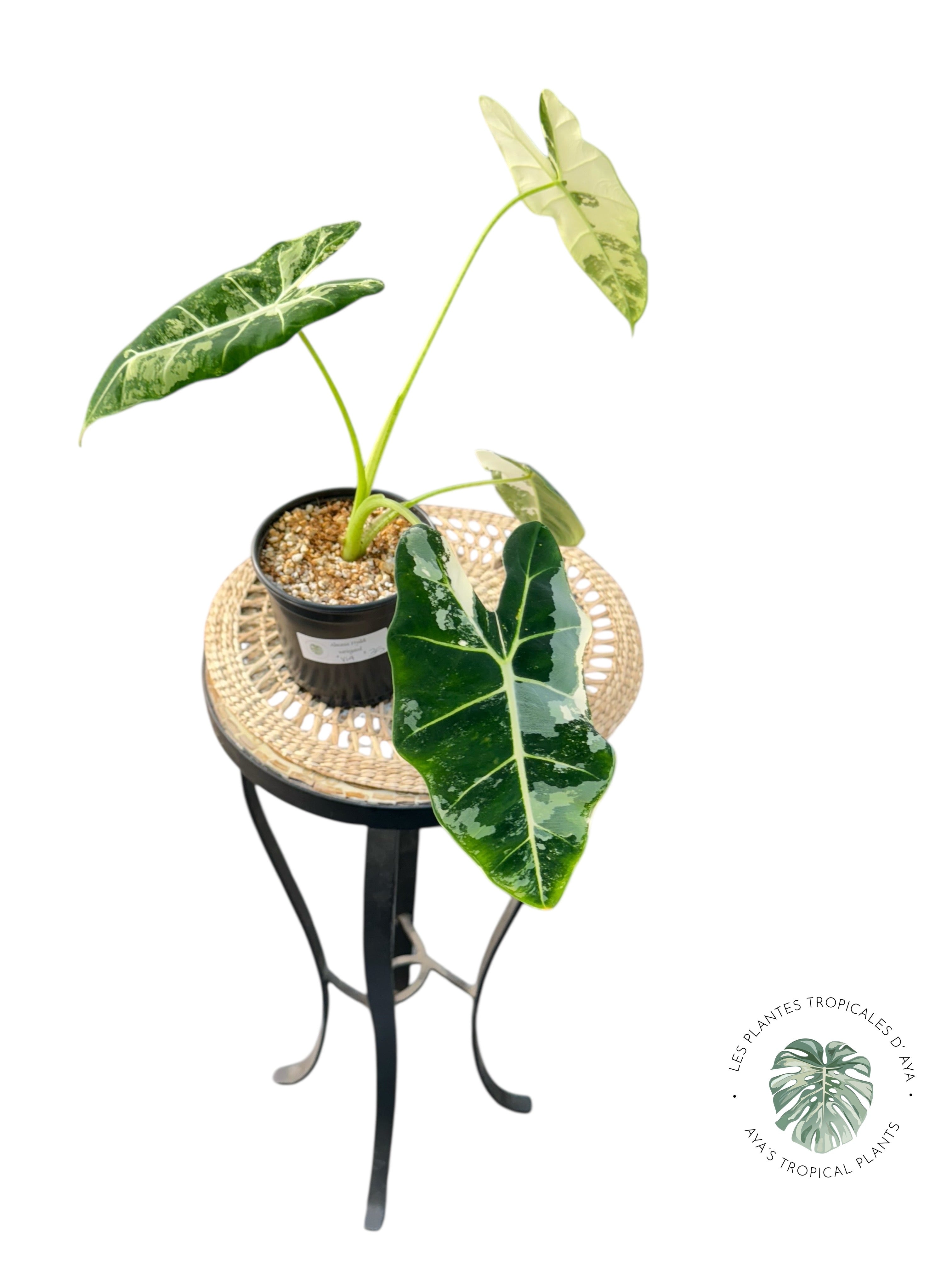 Alocasia Frydek Variegated