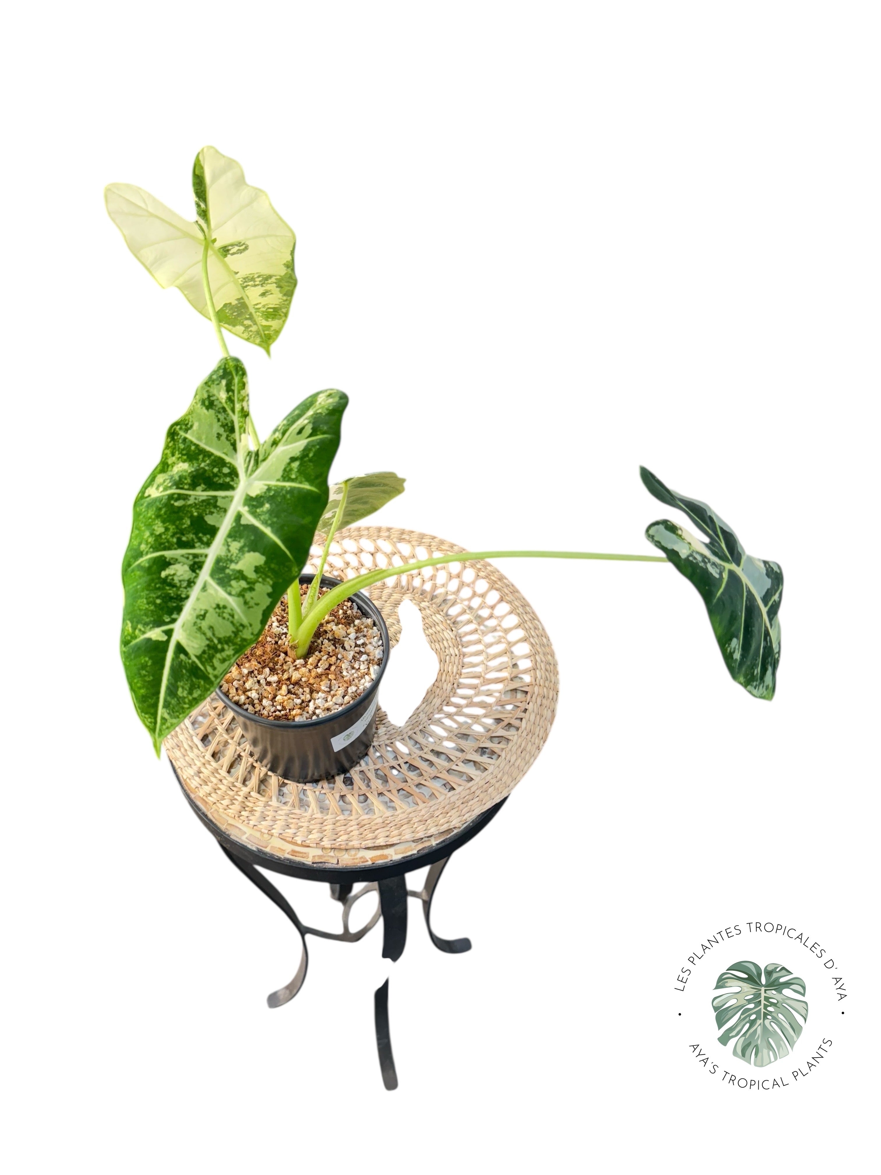 Alocasia Frydek Variegated