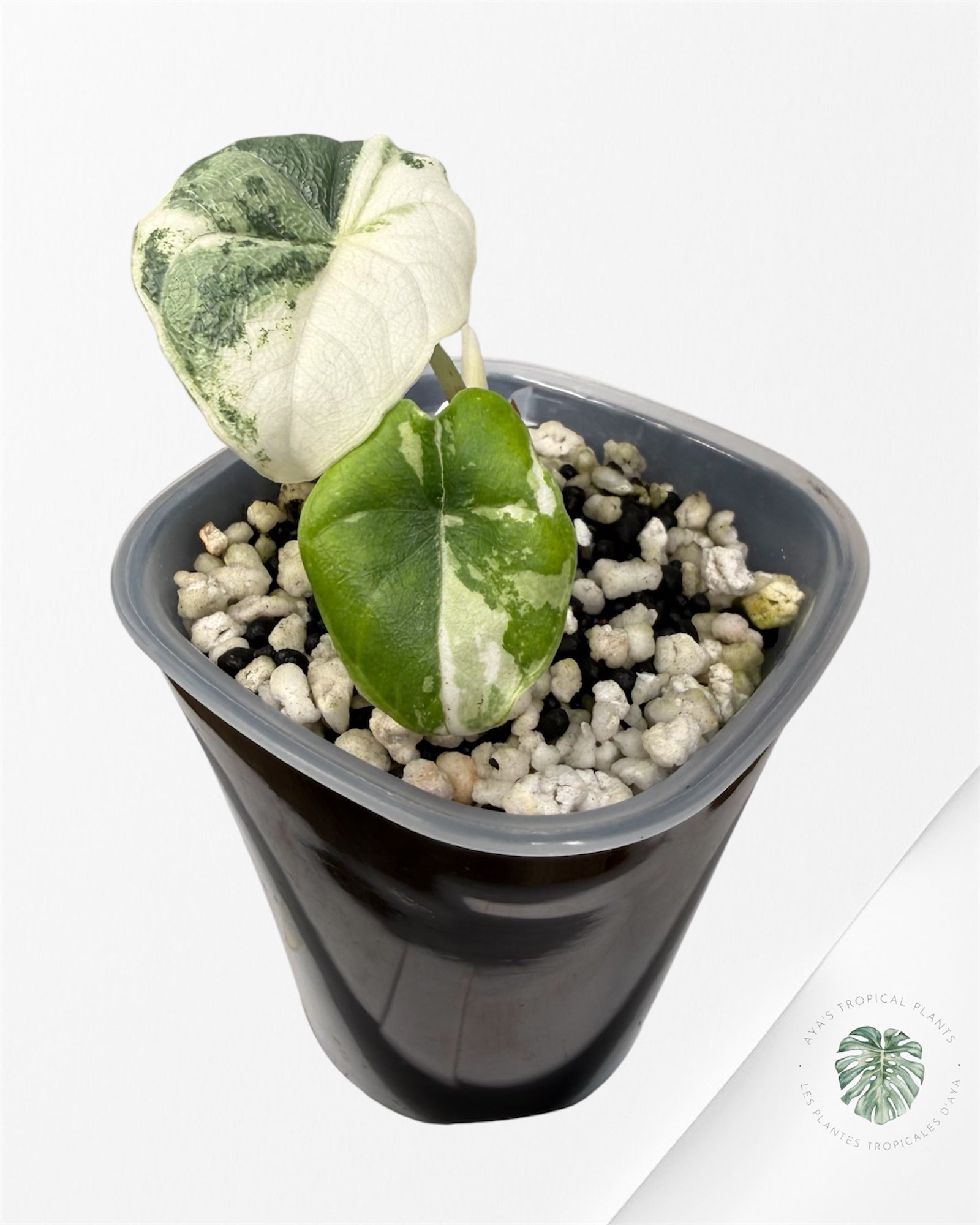 Alocasia Melo Albo Variegated