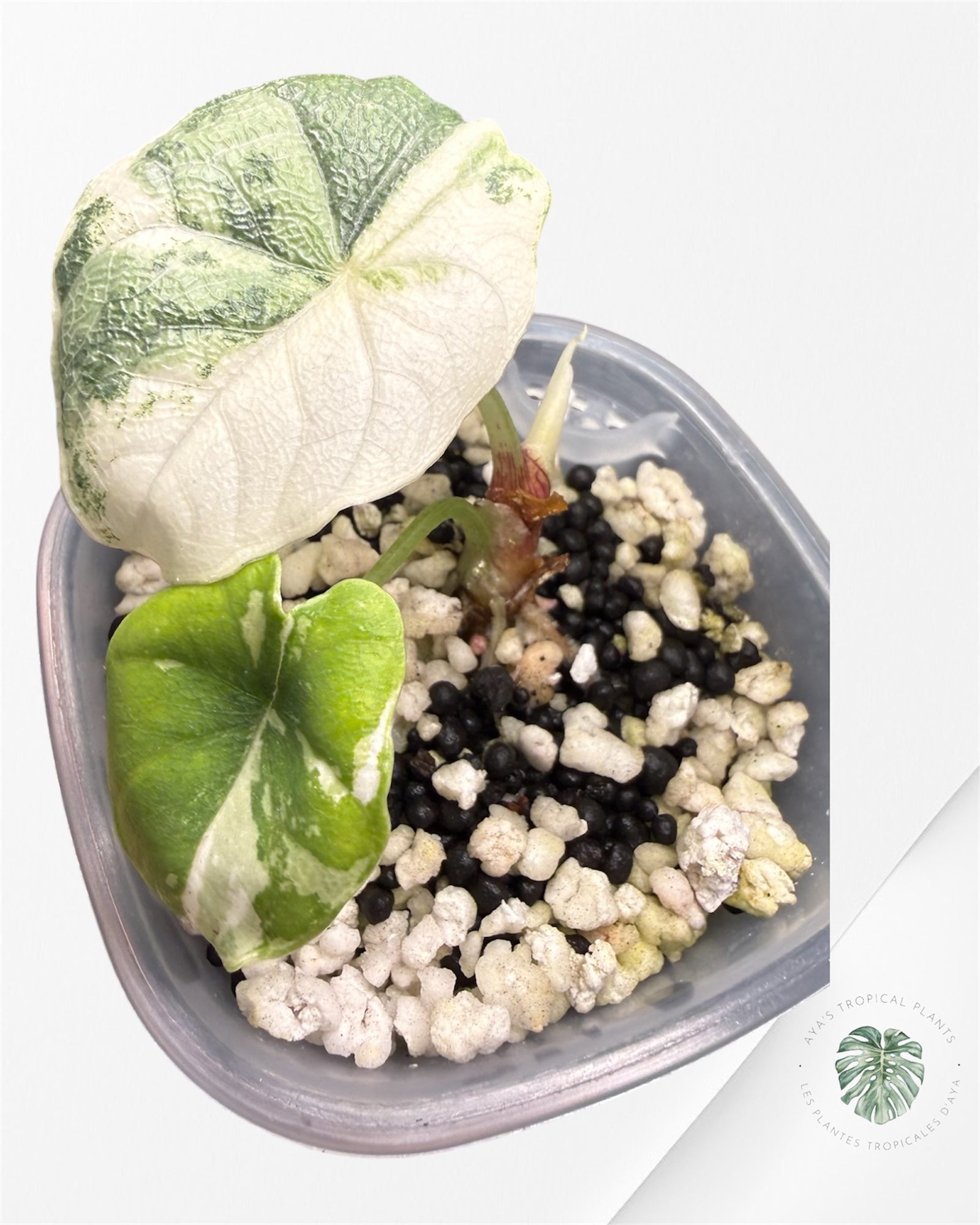 Alocasia Melo Albo Variegated