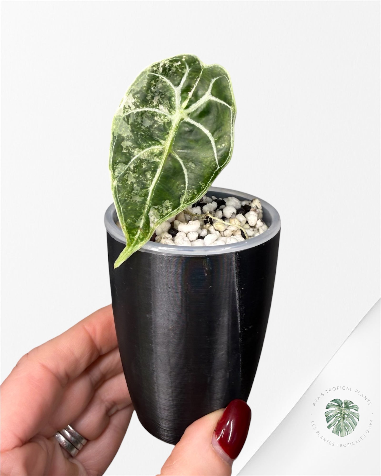 Alocasia Watsoniana Doff. Pink Variegated