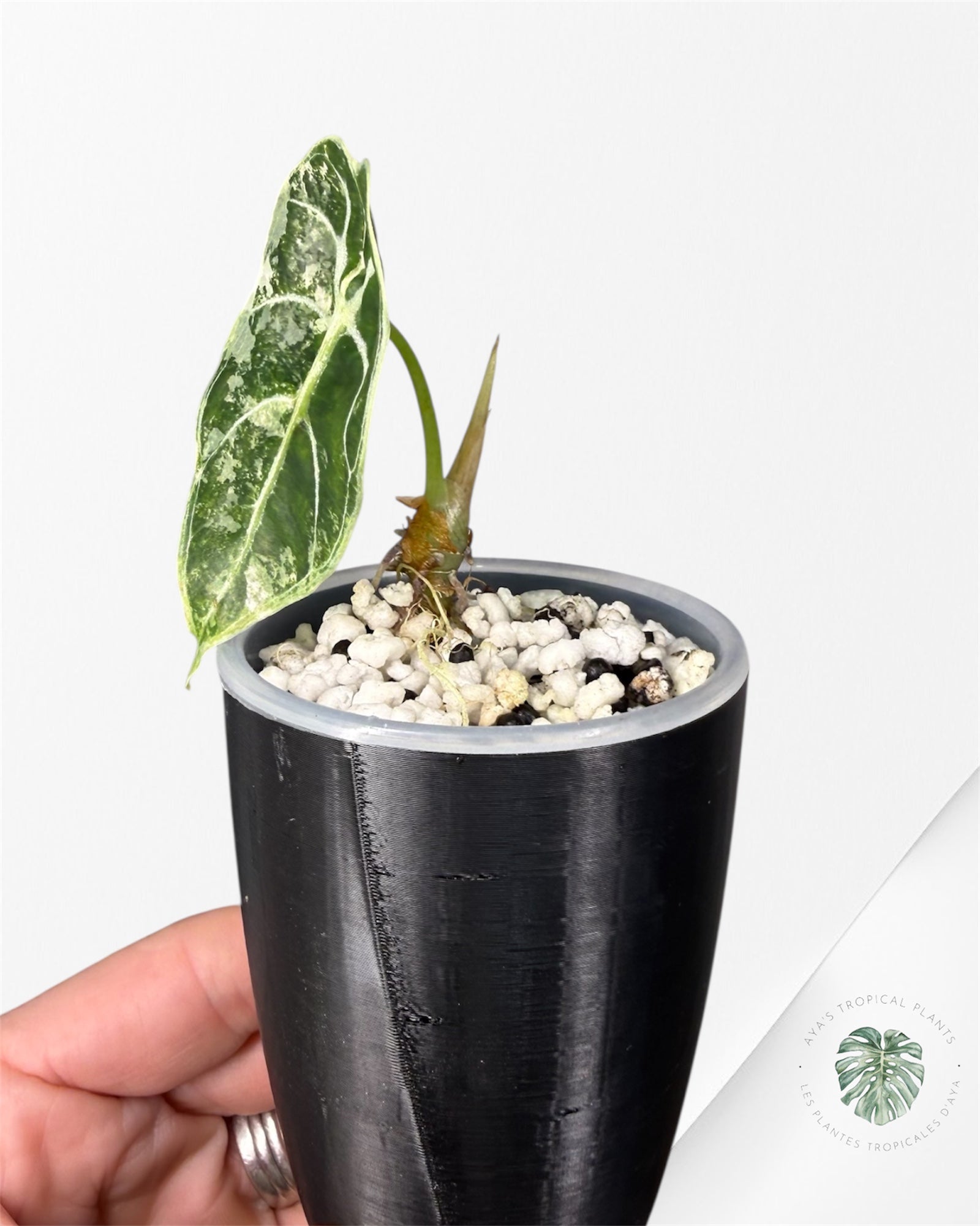 Alocasia Watsoniana Doff. Pink Variegated