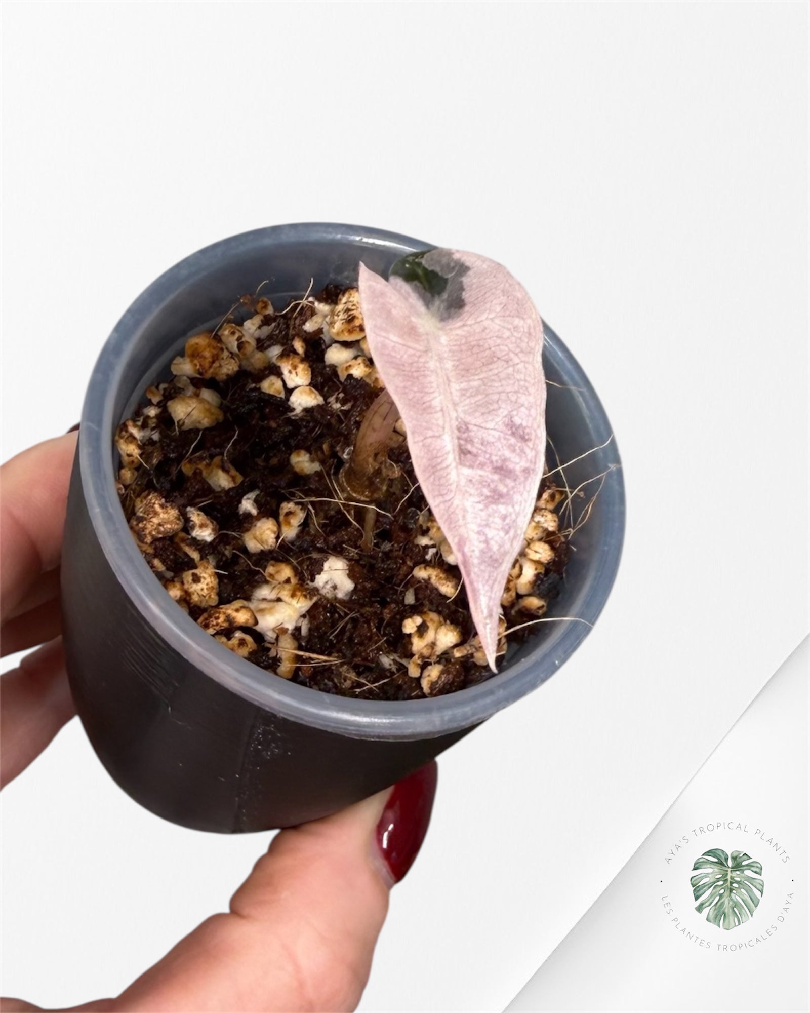 Alocasia Polly Pink Variegated