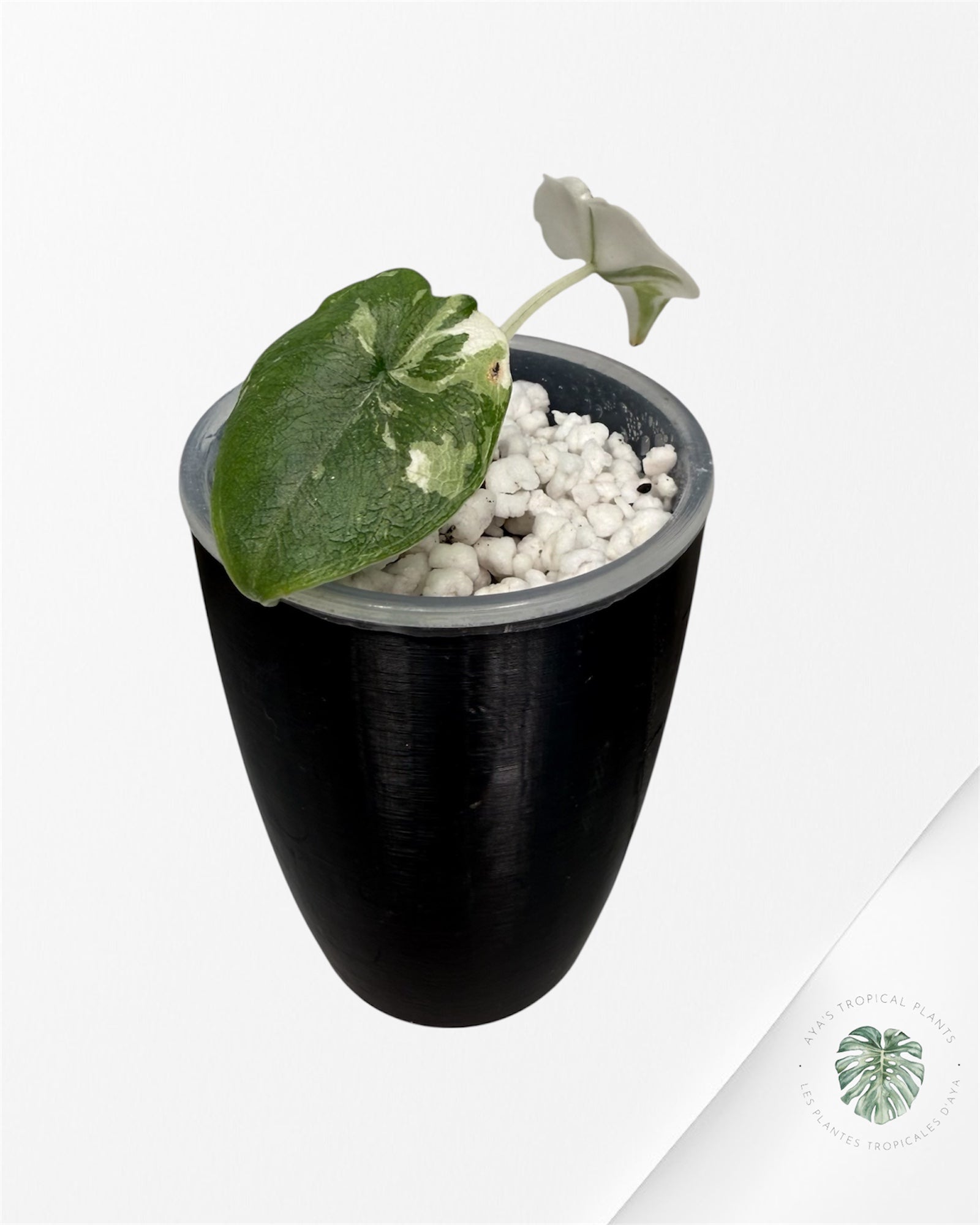 Alocasia Melo Albo Variegated