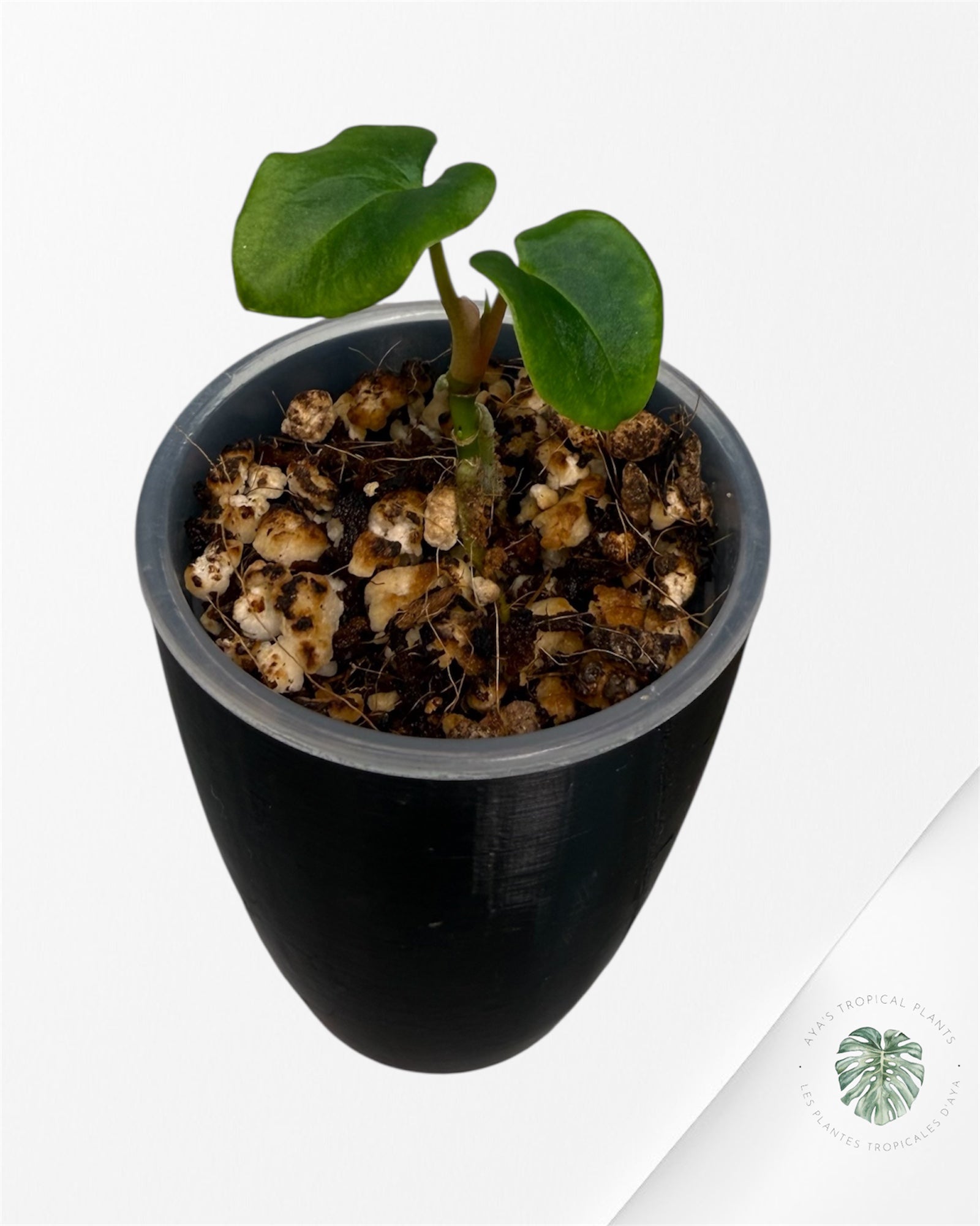 Anthurium Black Magic