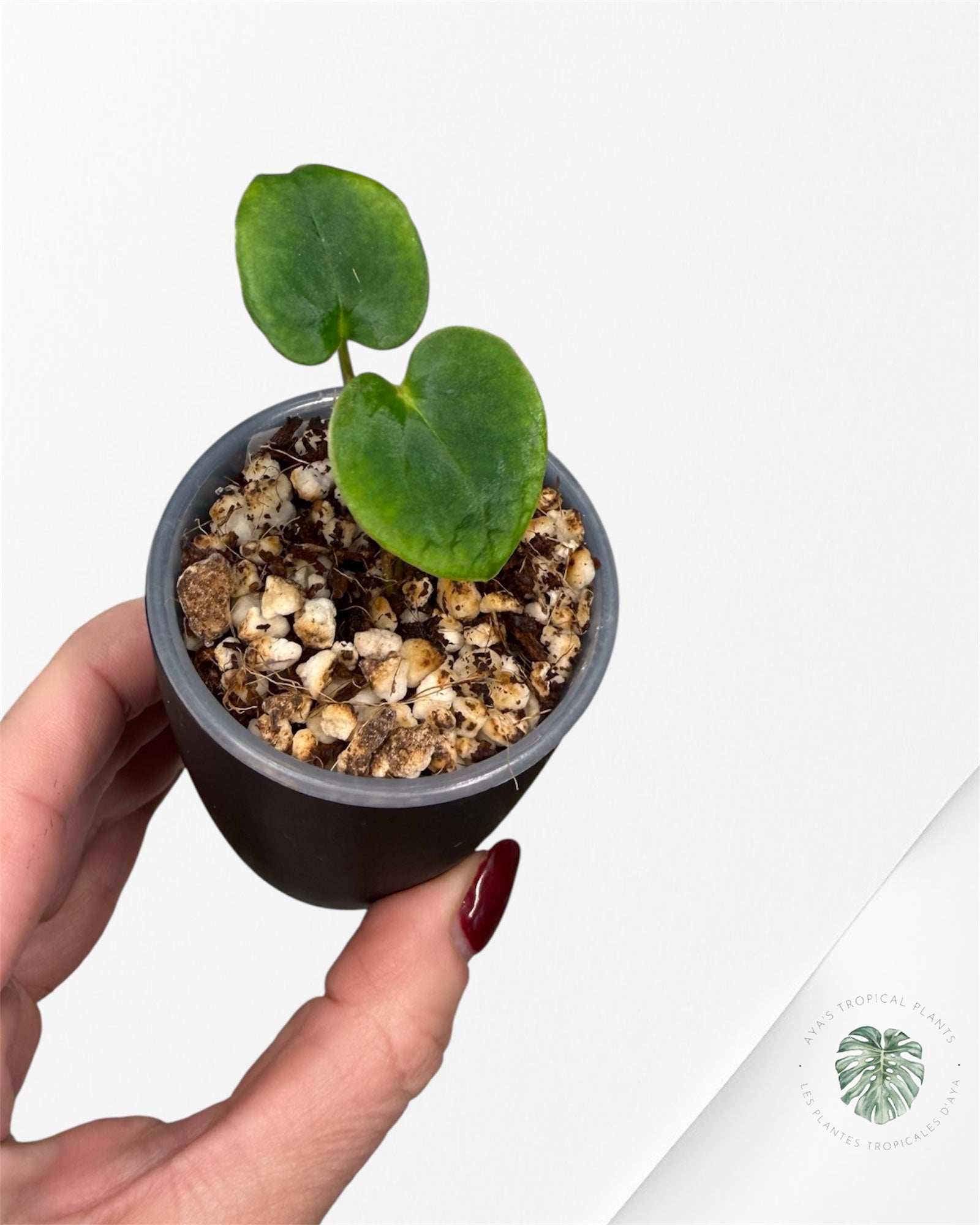 Anthurium Black Magic