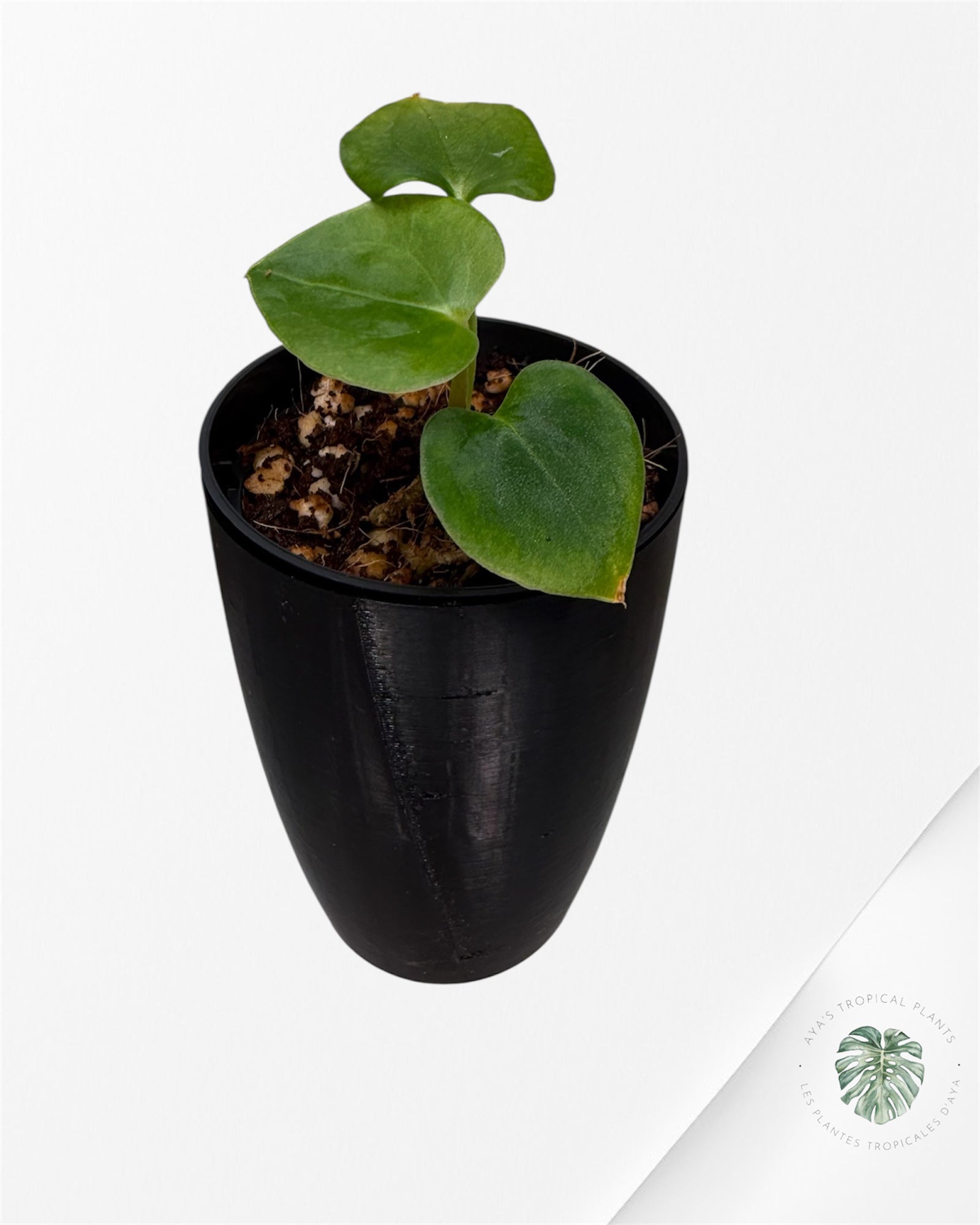 Anthurium Black Magic