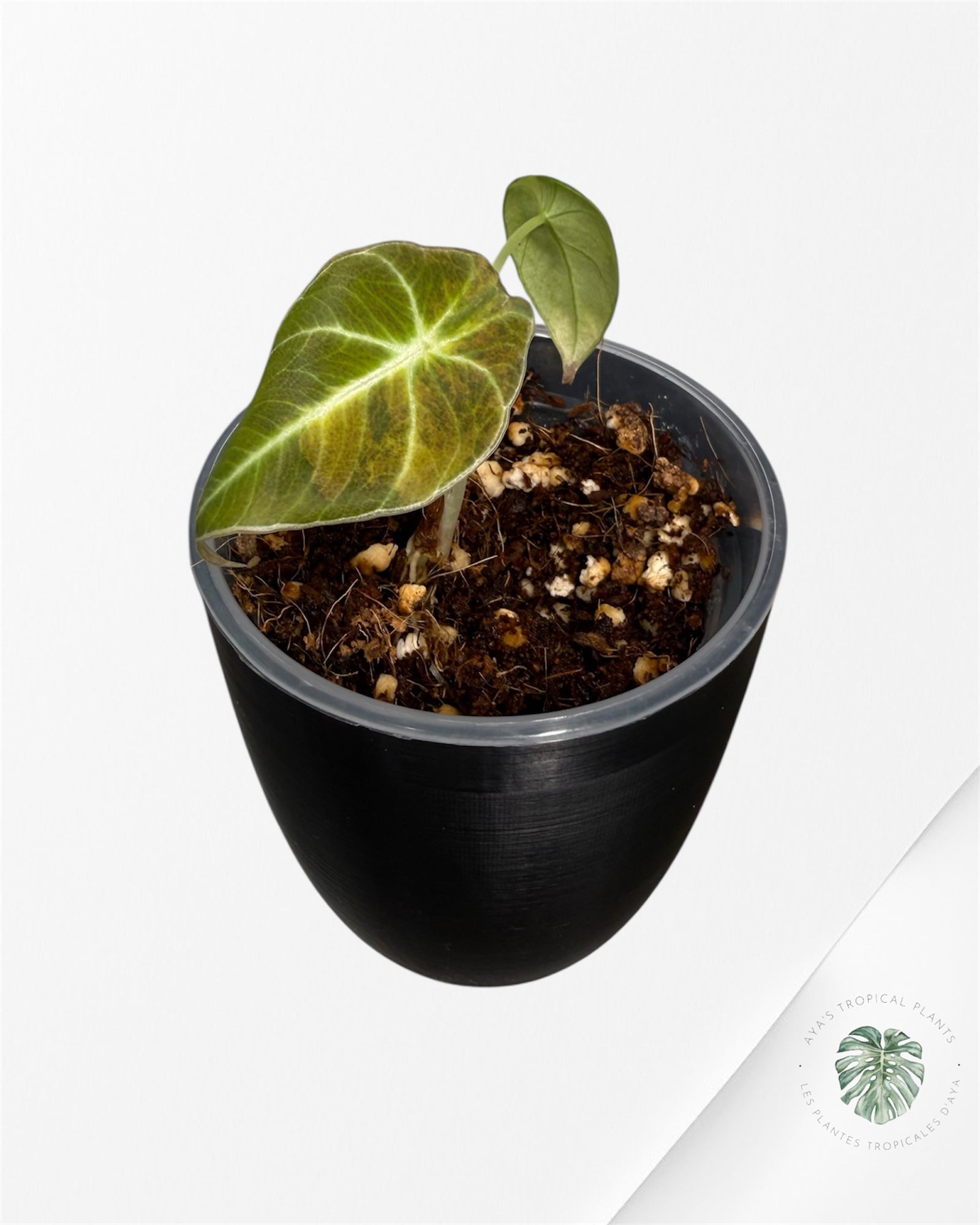 Alocasia Black Velvet Aurea Variegated