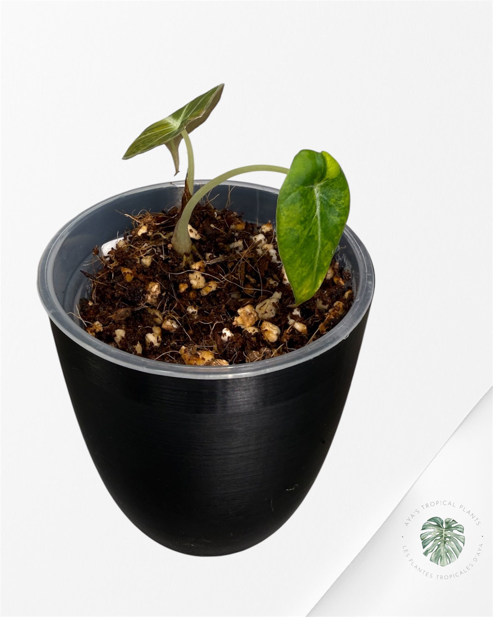 Alocasia Black Velvet Aurea Variegated