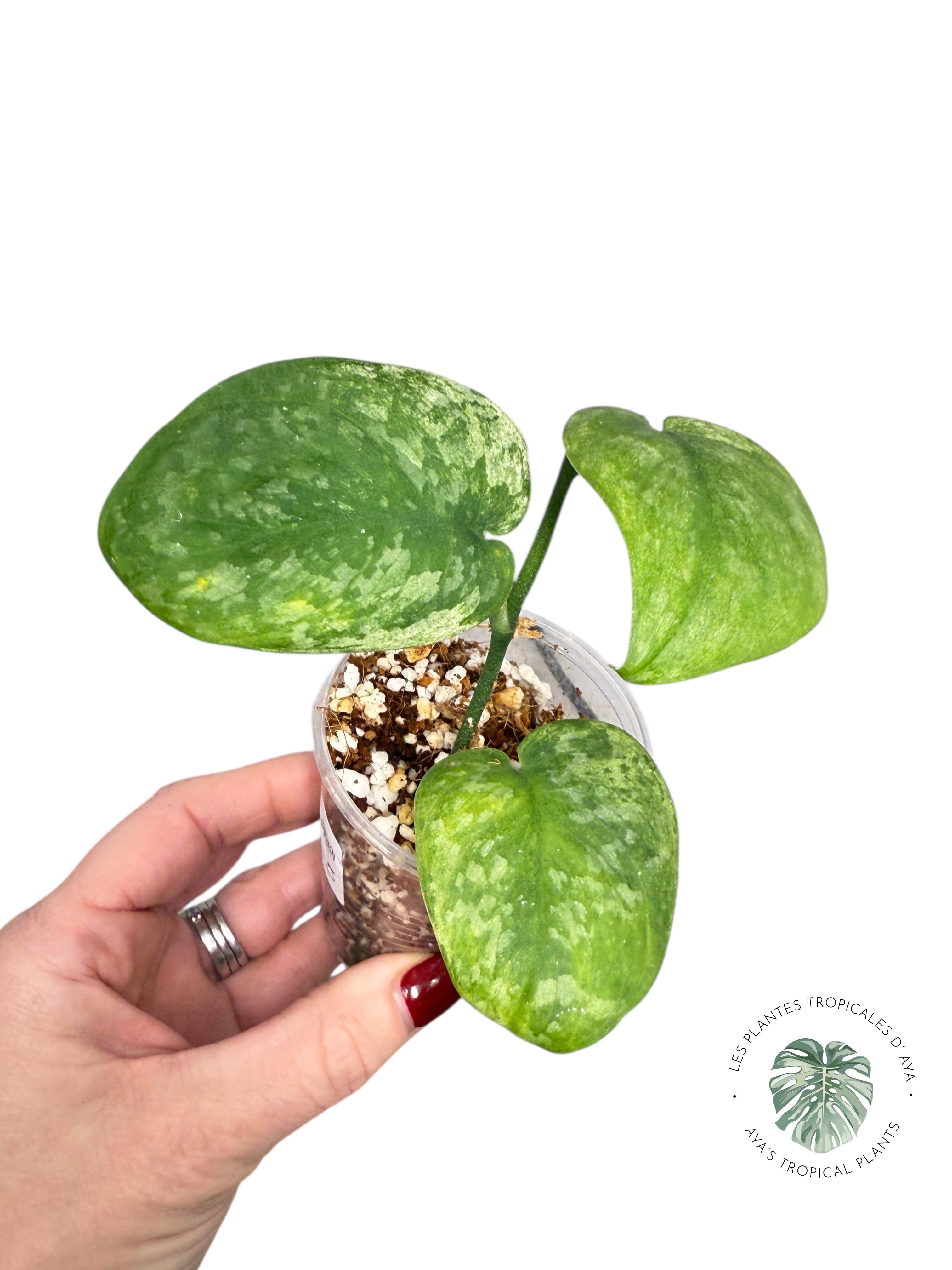 Scindapsus Blue Splash