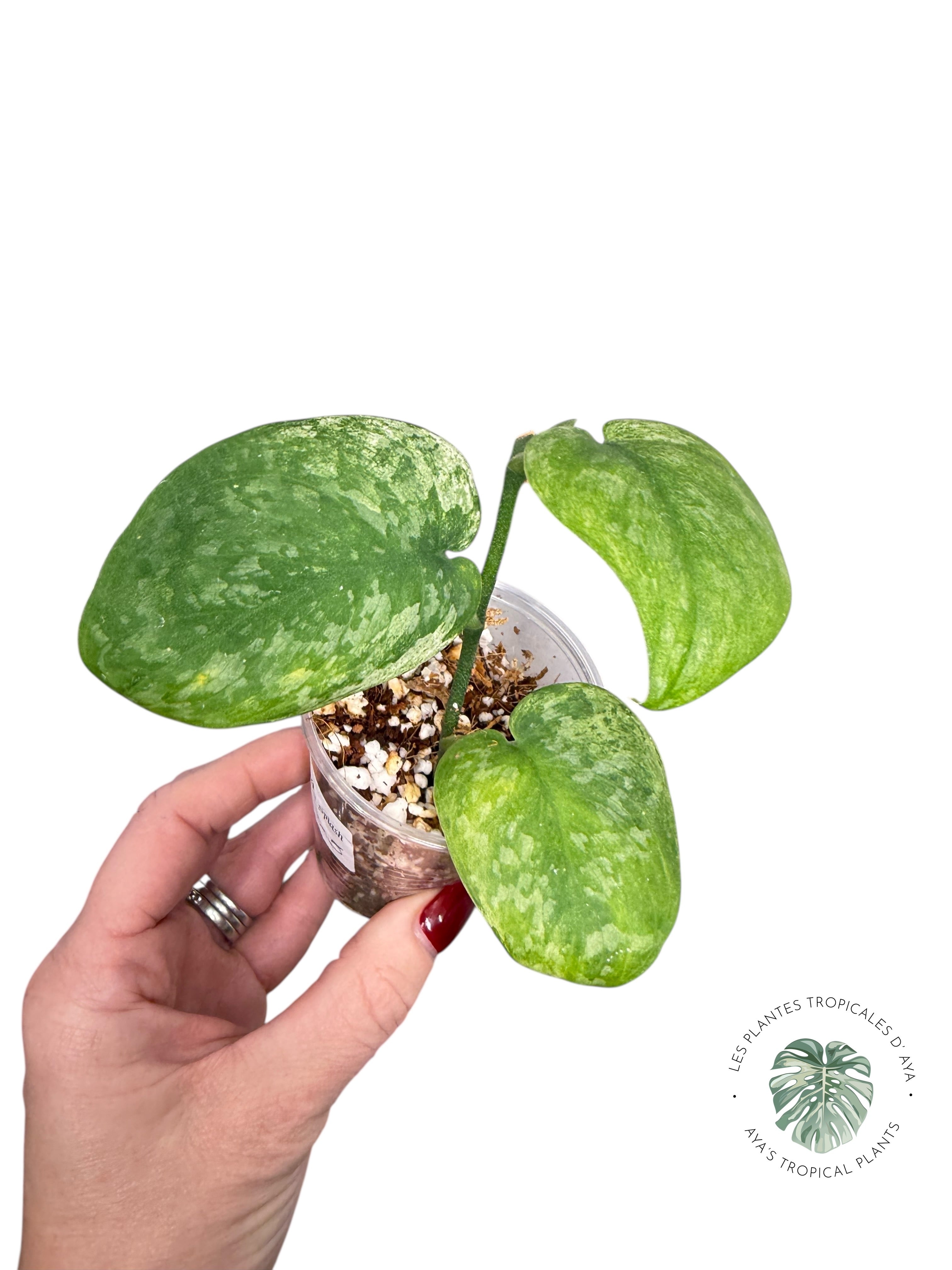 Scindapsus Blue Splash