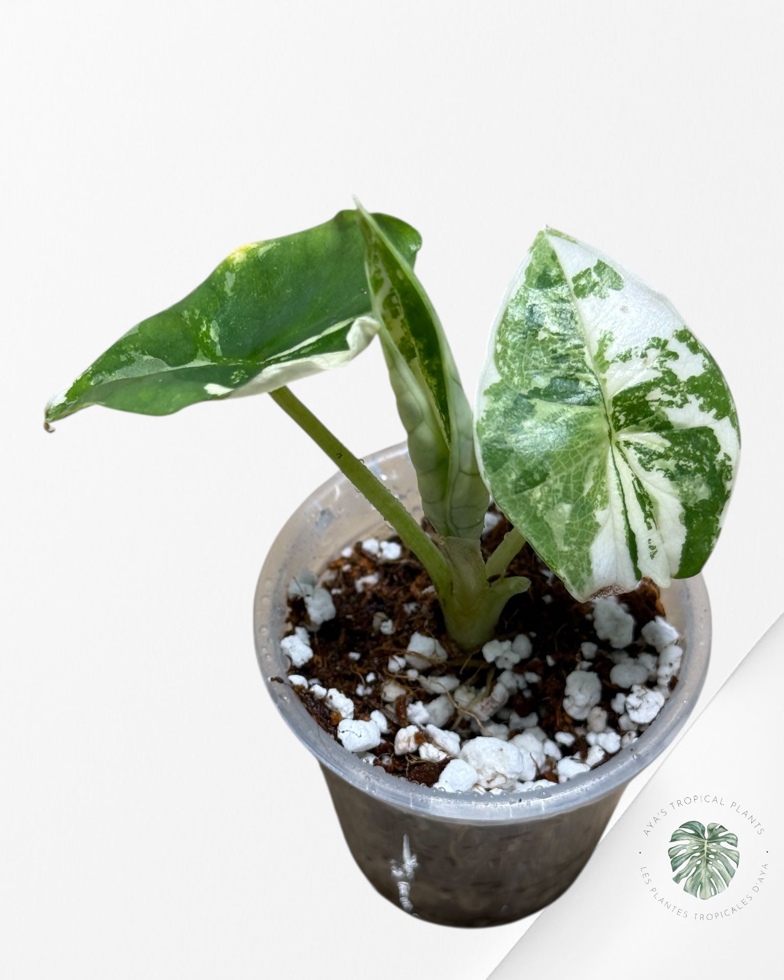Alocasia Bisma sp. 'Platinum' Albo Variegated - 261