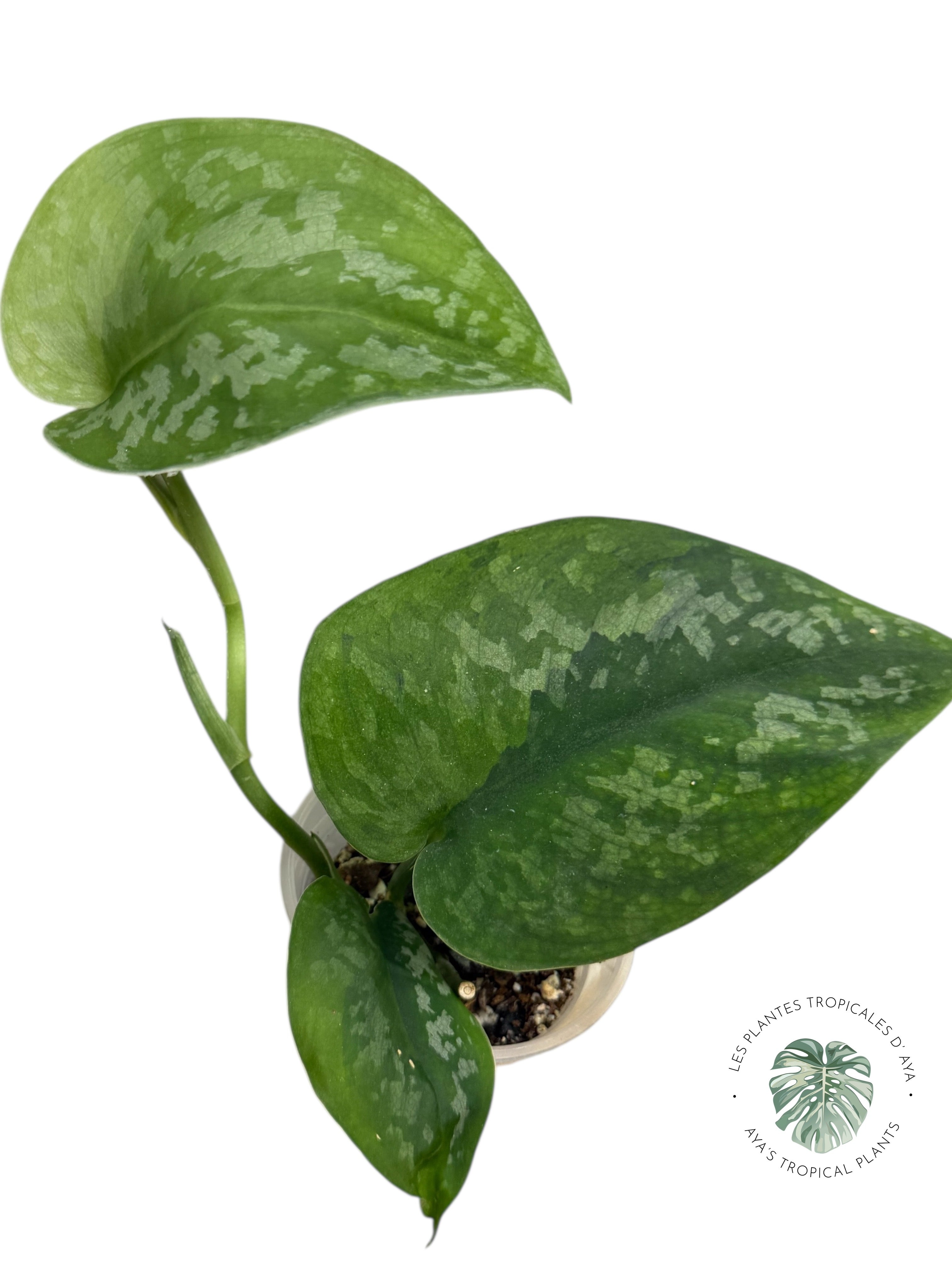 Scindapsus Kusuma -EXP20