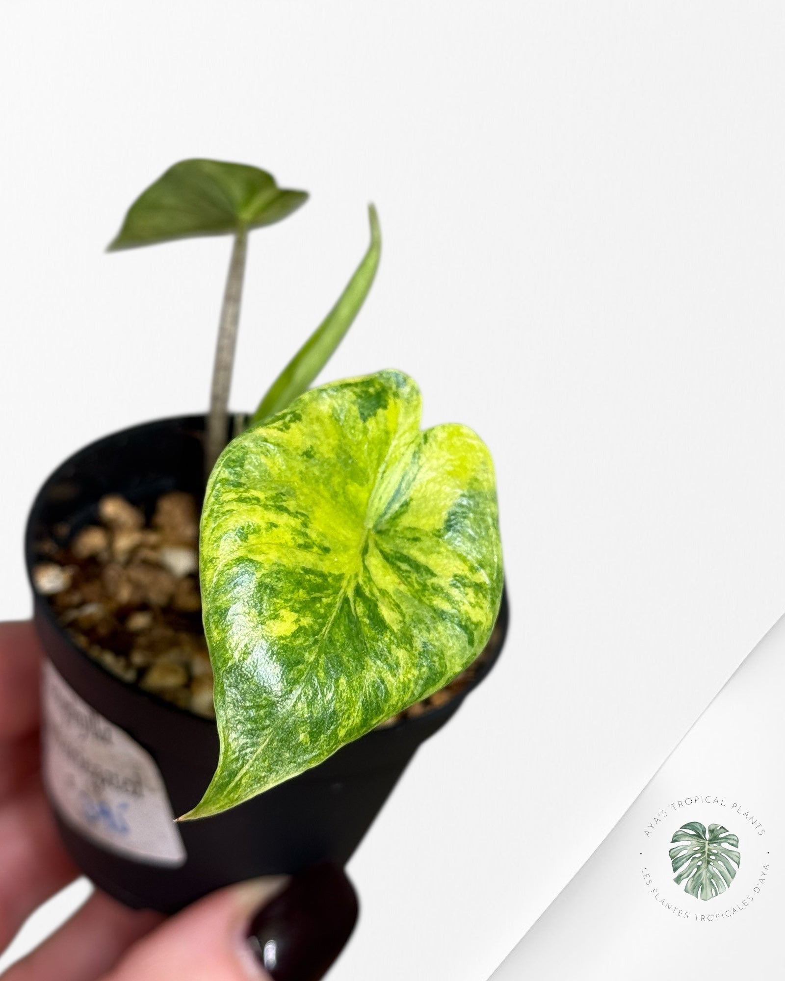 Alocasia Heterophylla Metallic Blue Variegated - 110
